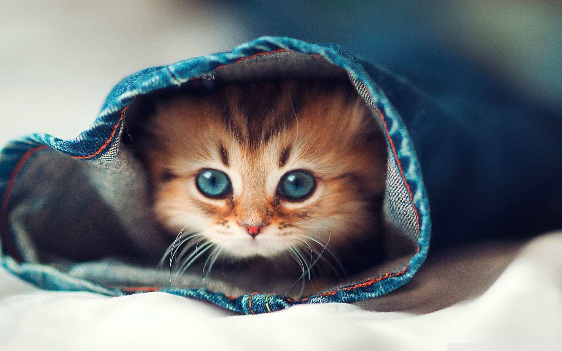 Cat Hd Wallpapers 1080p 64 Images