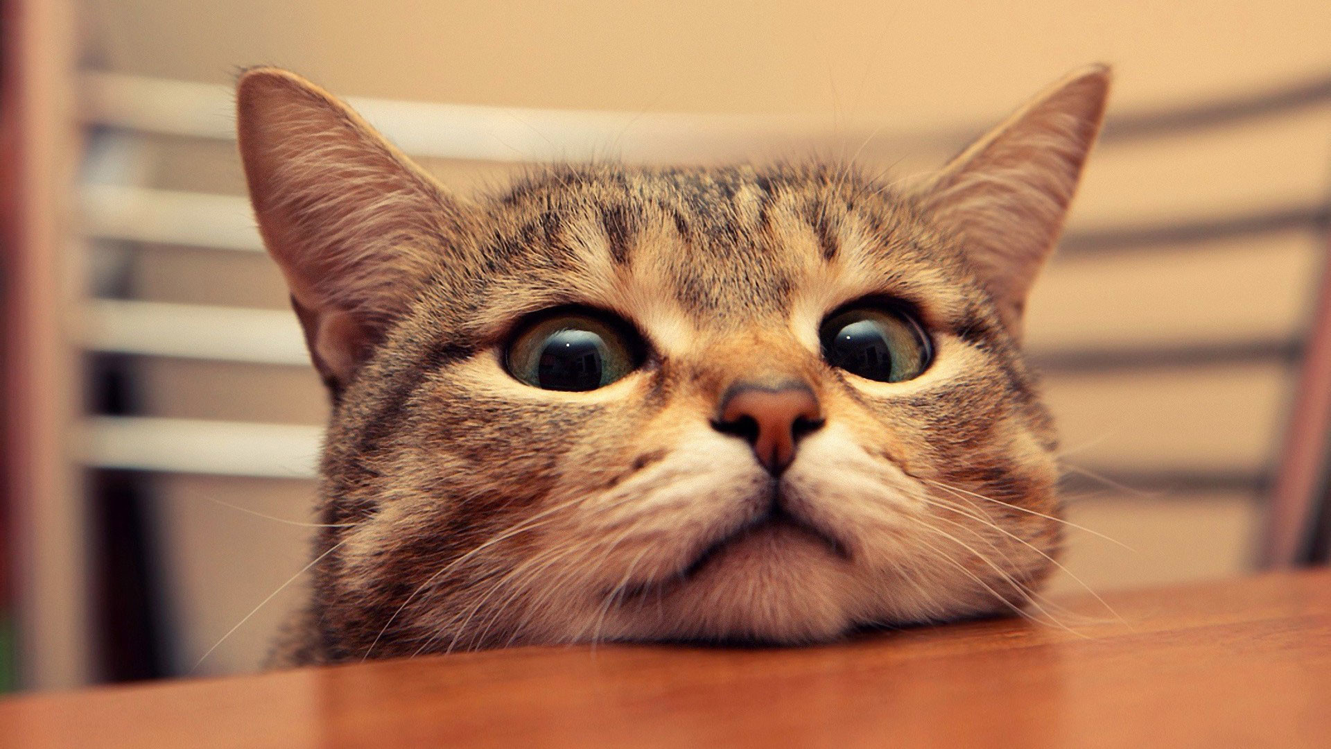 Funny Cat Desktop Wallpaper 66 Images 