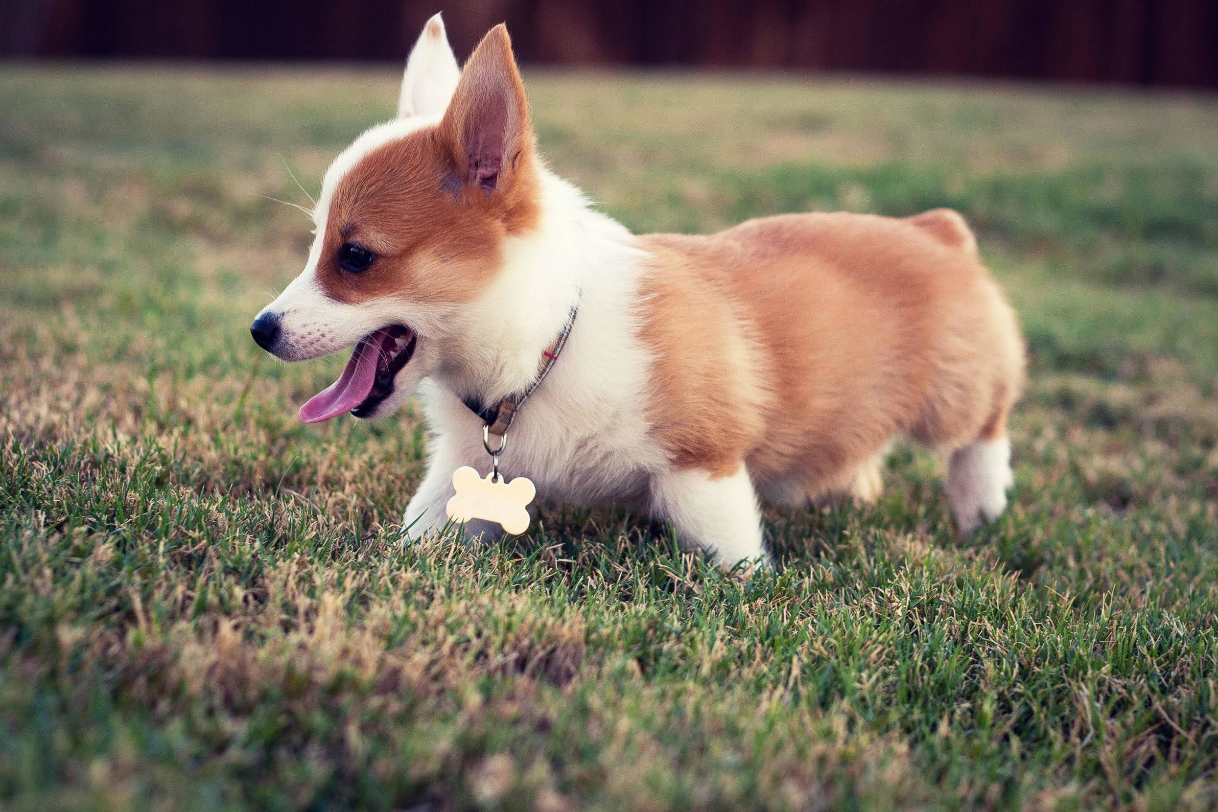 Corgi Puppies Wallpaper 54 Images Corgi Puppies Wallpaper 54 Images