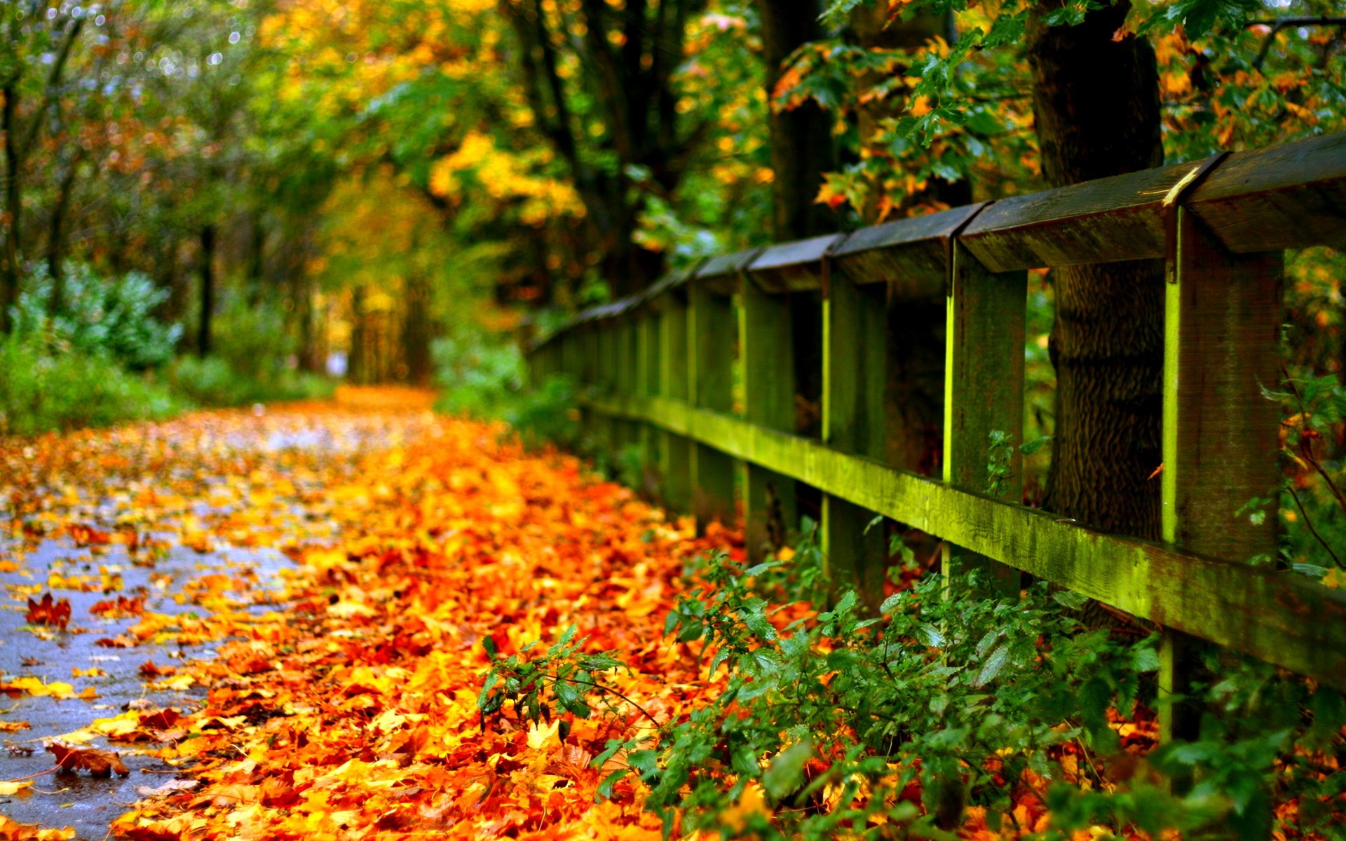 Fall Autumn Leaves Desktop