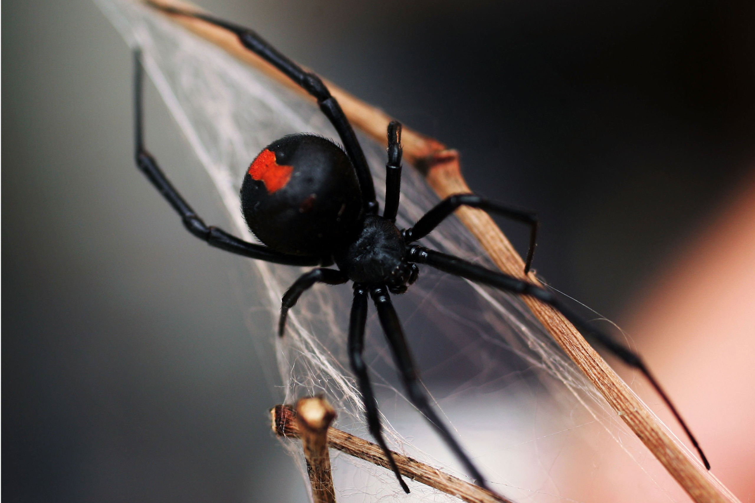 Black Widow Spider Wallpaper 72 Images 