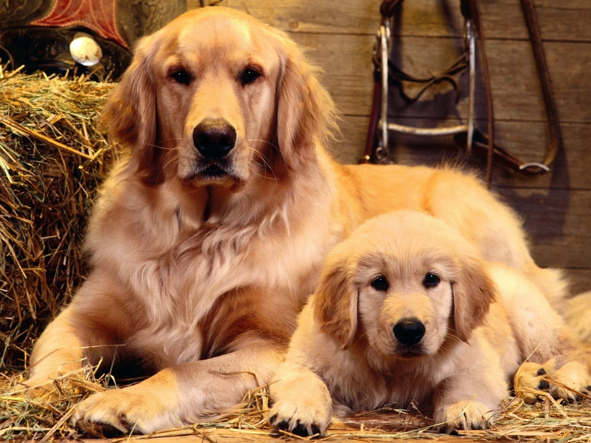 Cute Golden Retriever Puppies Wallpaper (56+ images)