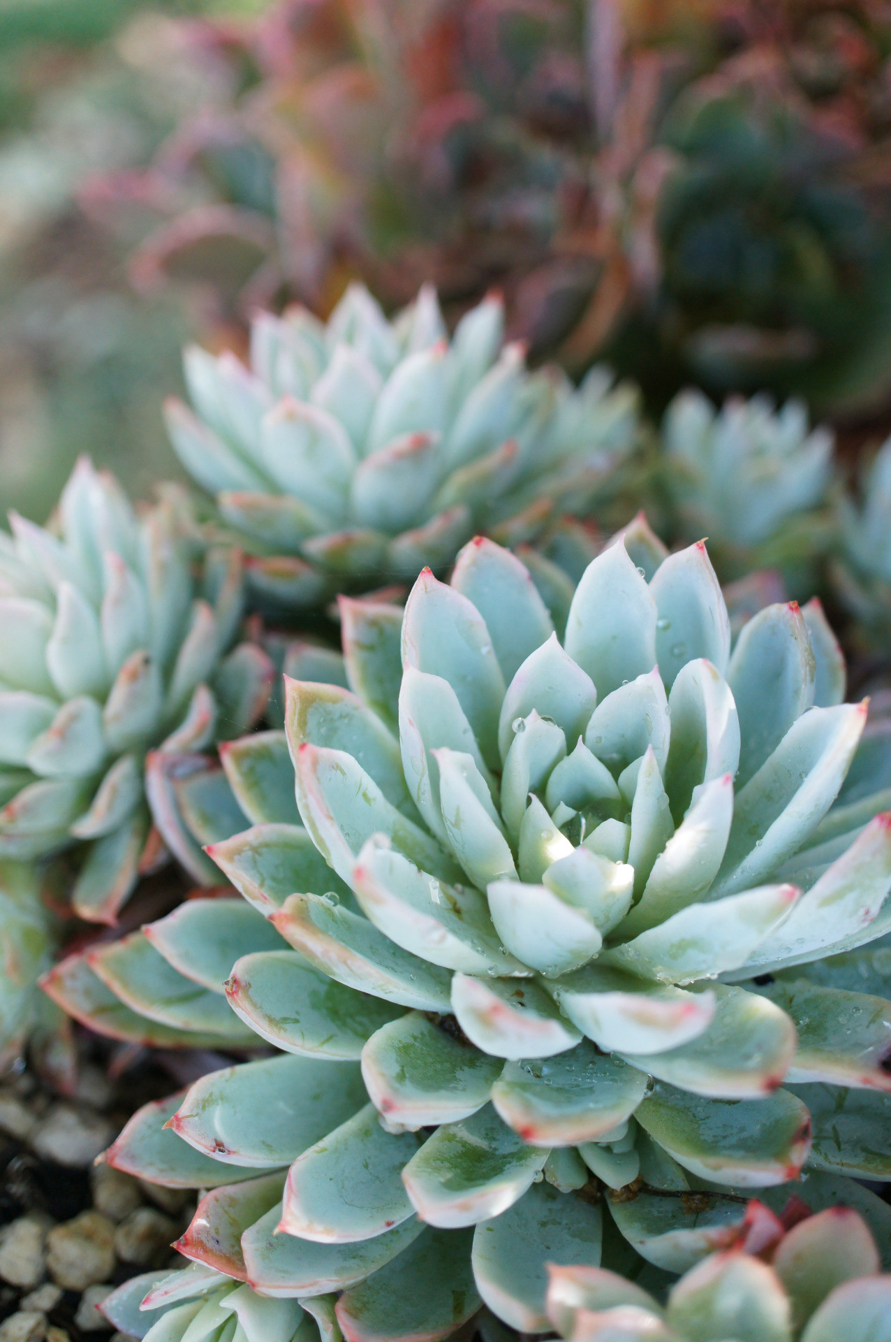 Succulent Wallpapers (51+ images)