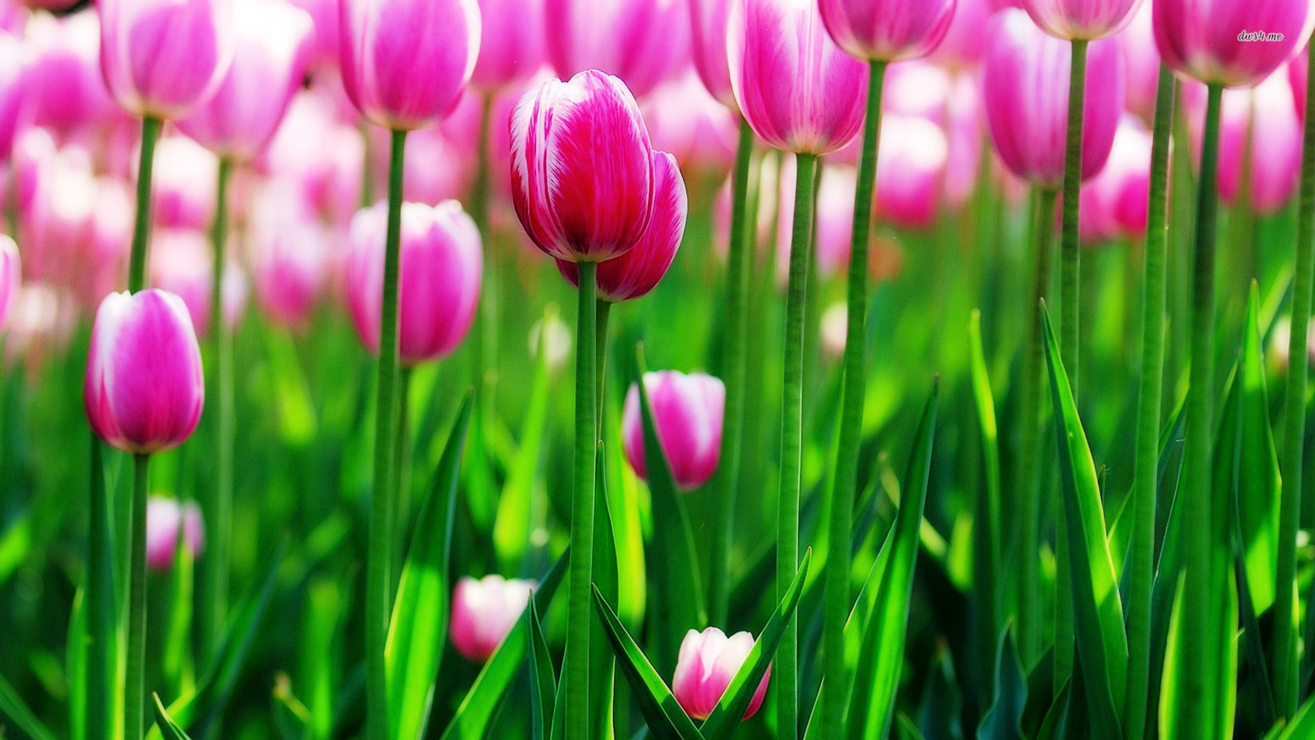 Tulips Background Wallpaper (70+ images)
