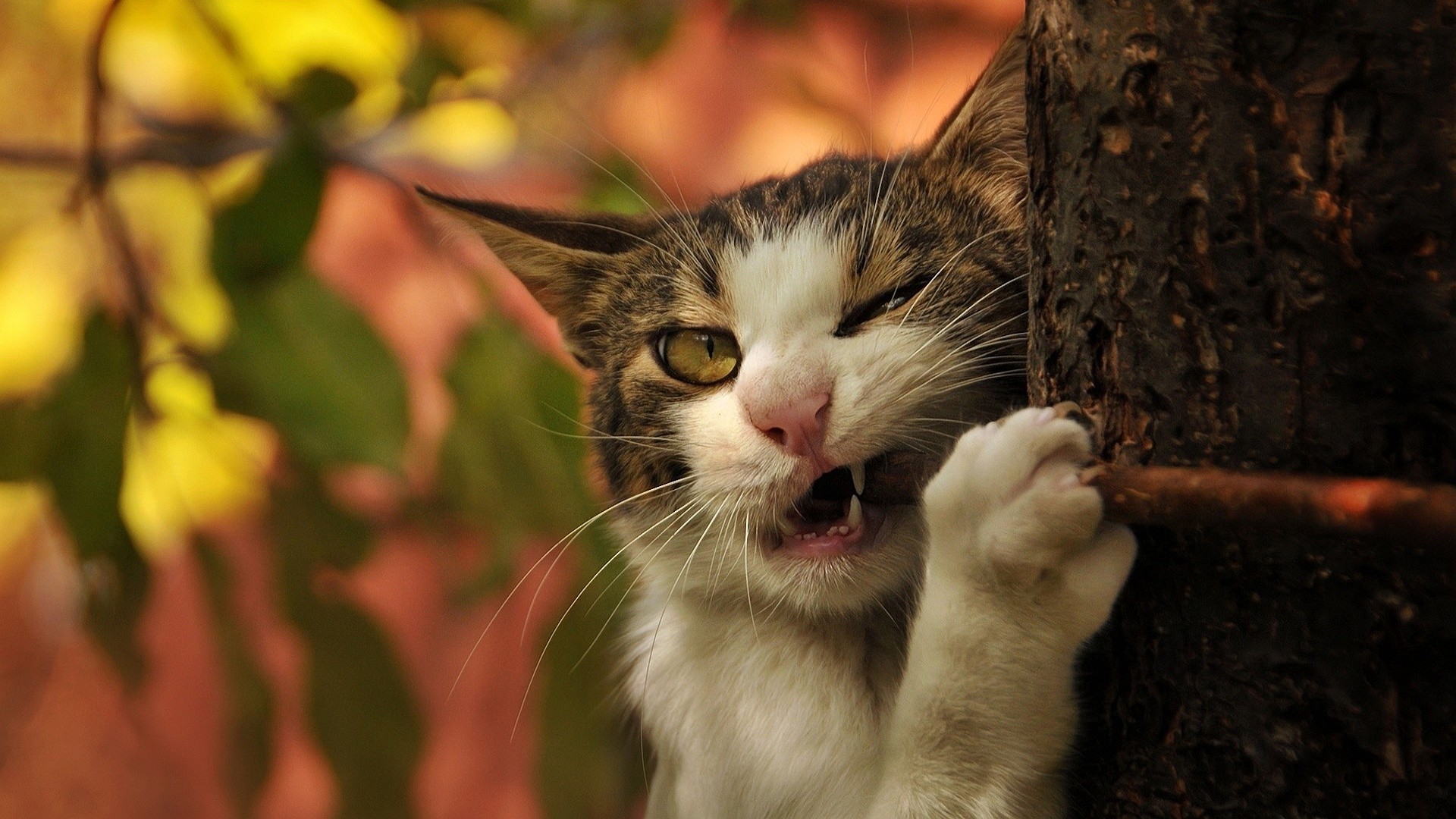 Funny Cats Wallpapers (57+ images)