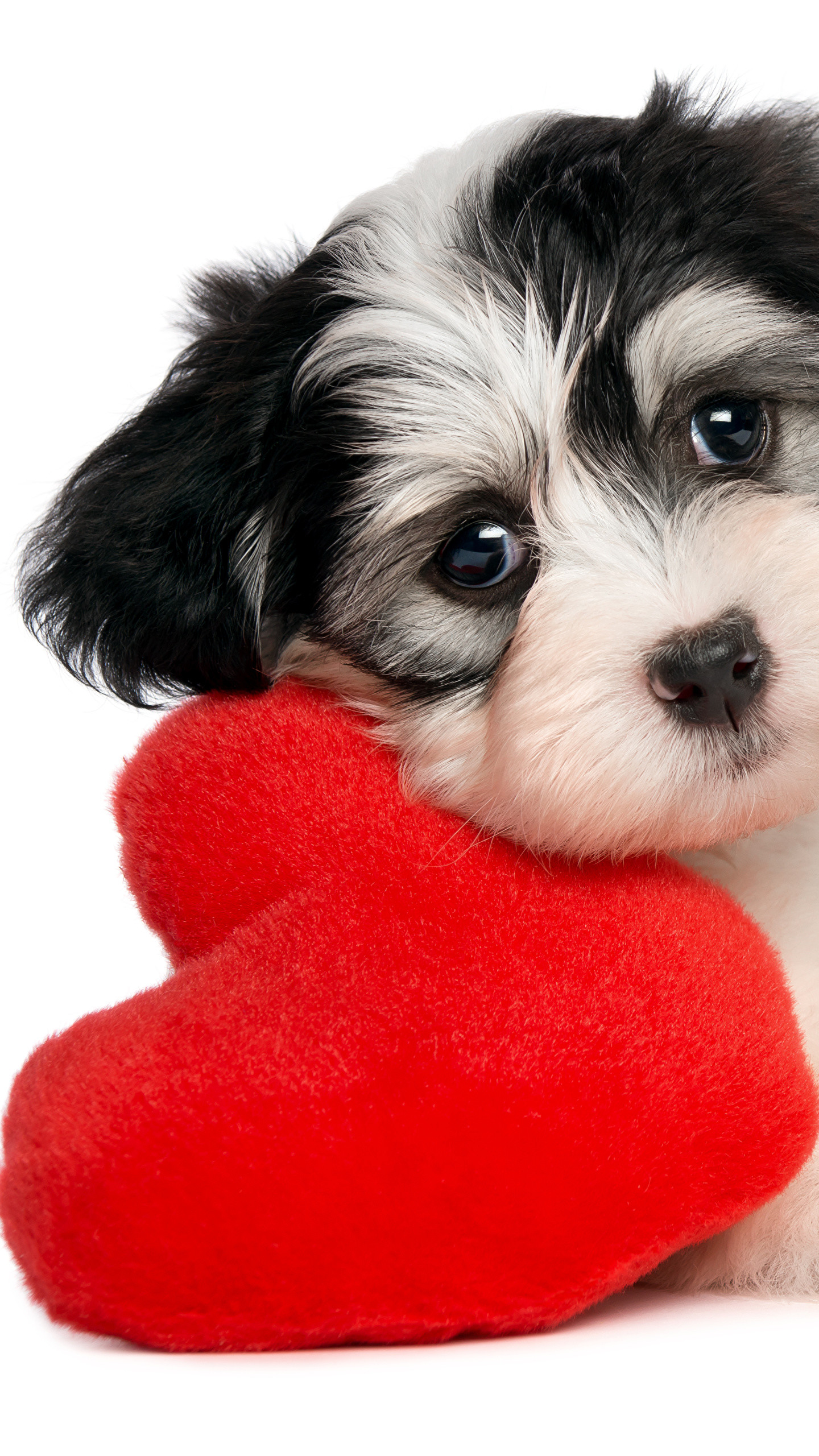 Puppy Valentine Wallpaper (56+ images)