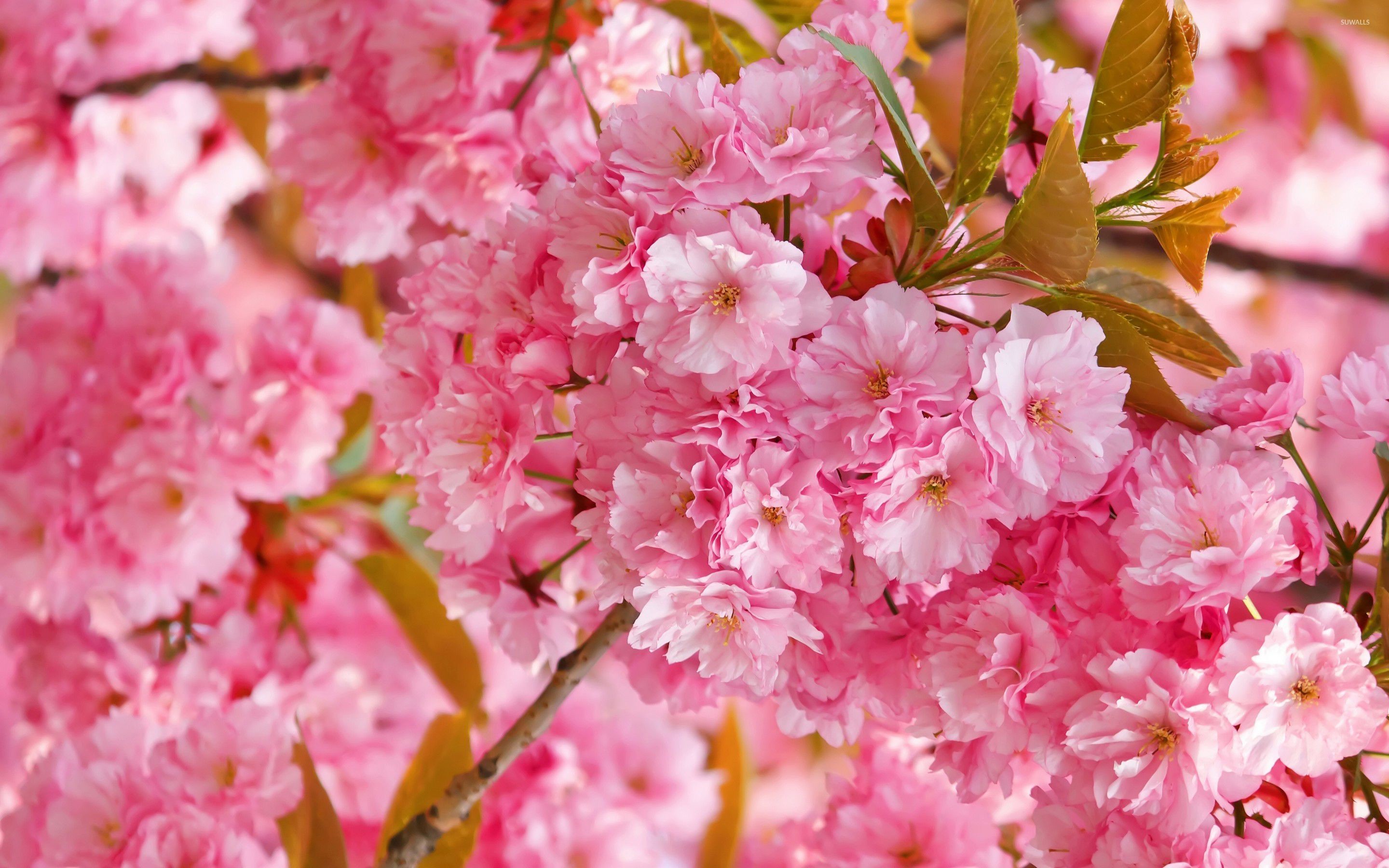 Pink Cherry Blossom Wallpaper (62+ images)