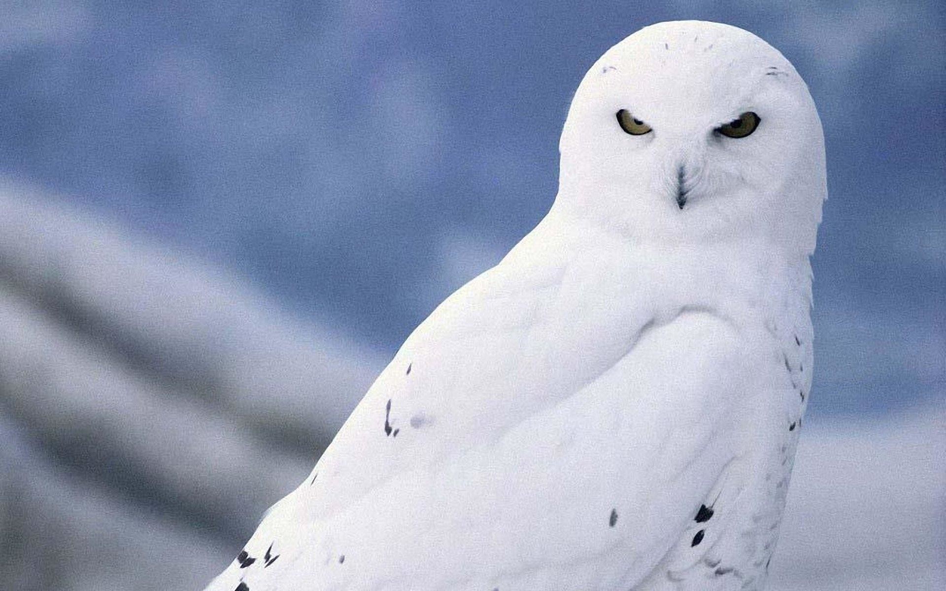 Snowy Owl Wallpaper HD (78+ images)