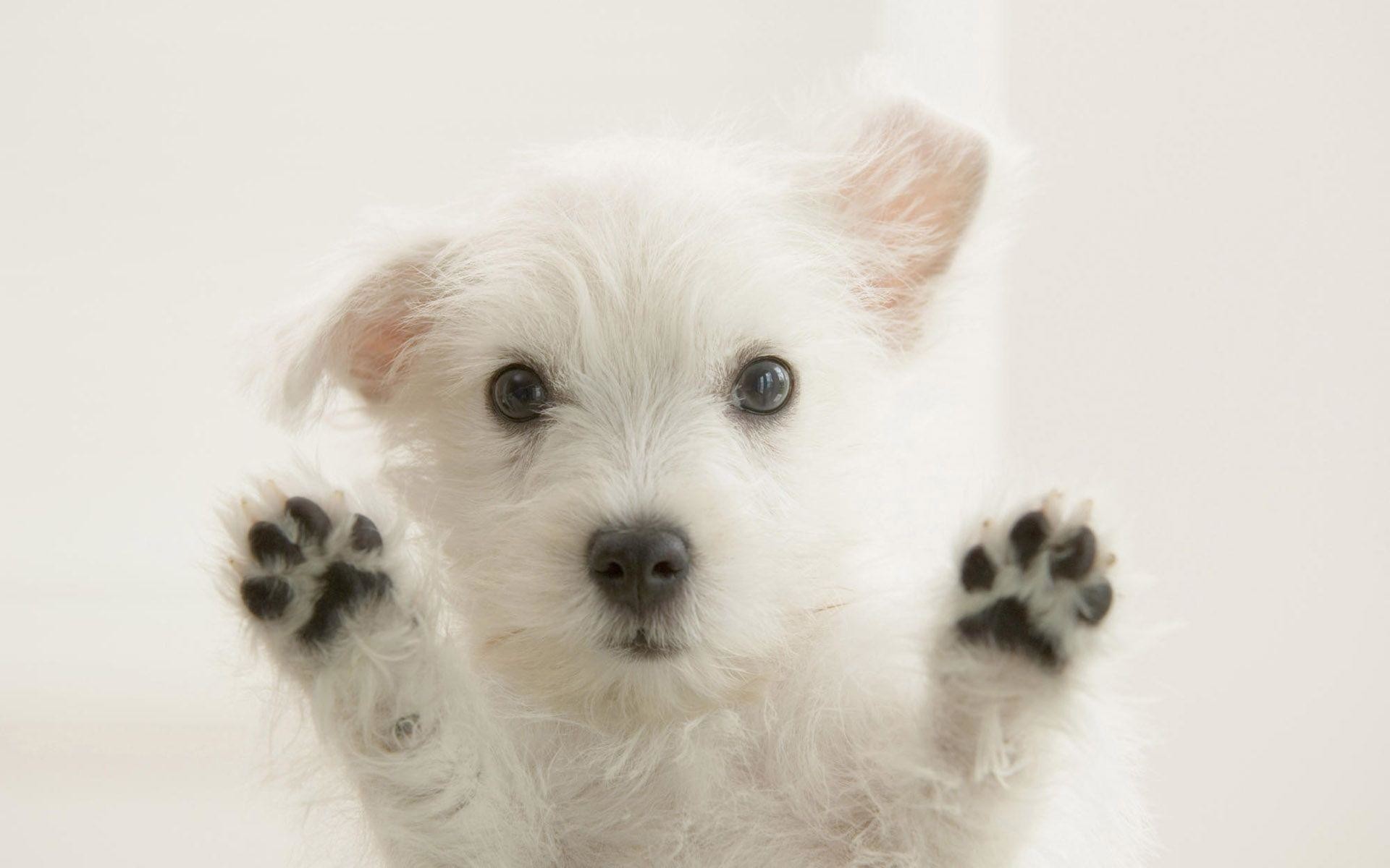 Puppy Wallpapers for Desktop (67+ images)