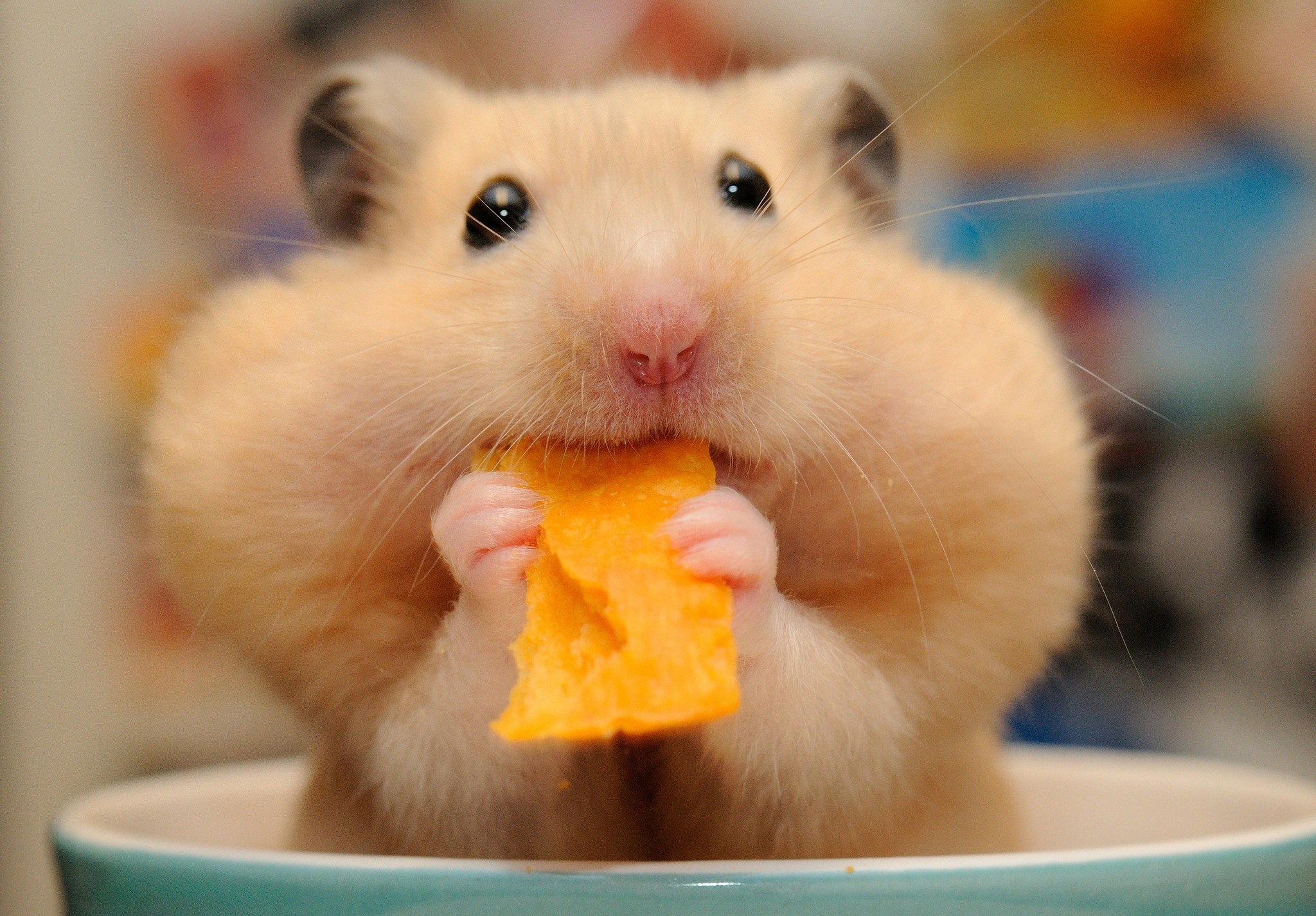 Cute Hamster Wallpaper (58+ images)