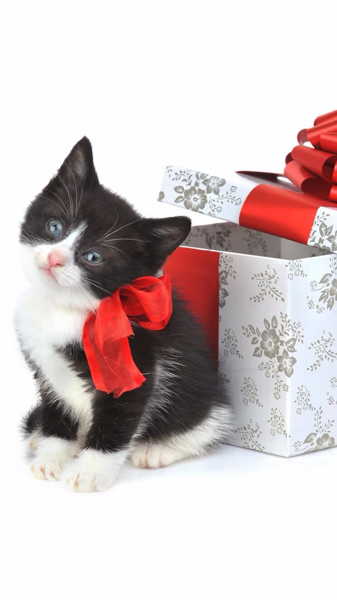 Black Cat Christmas Wallpaper (55+ images)