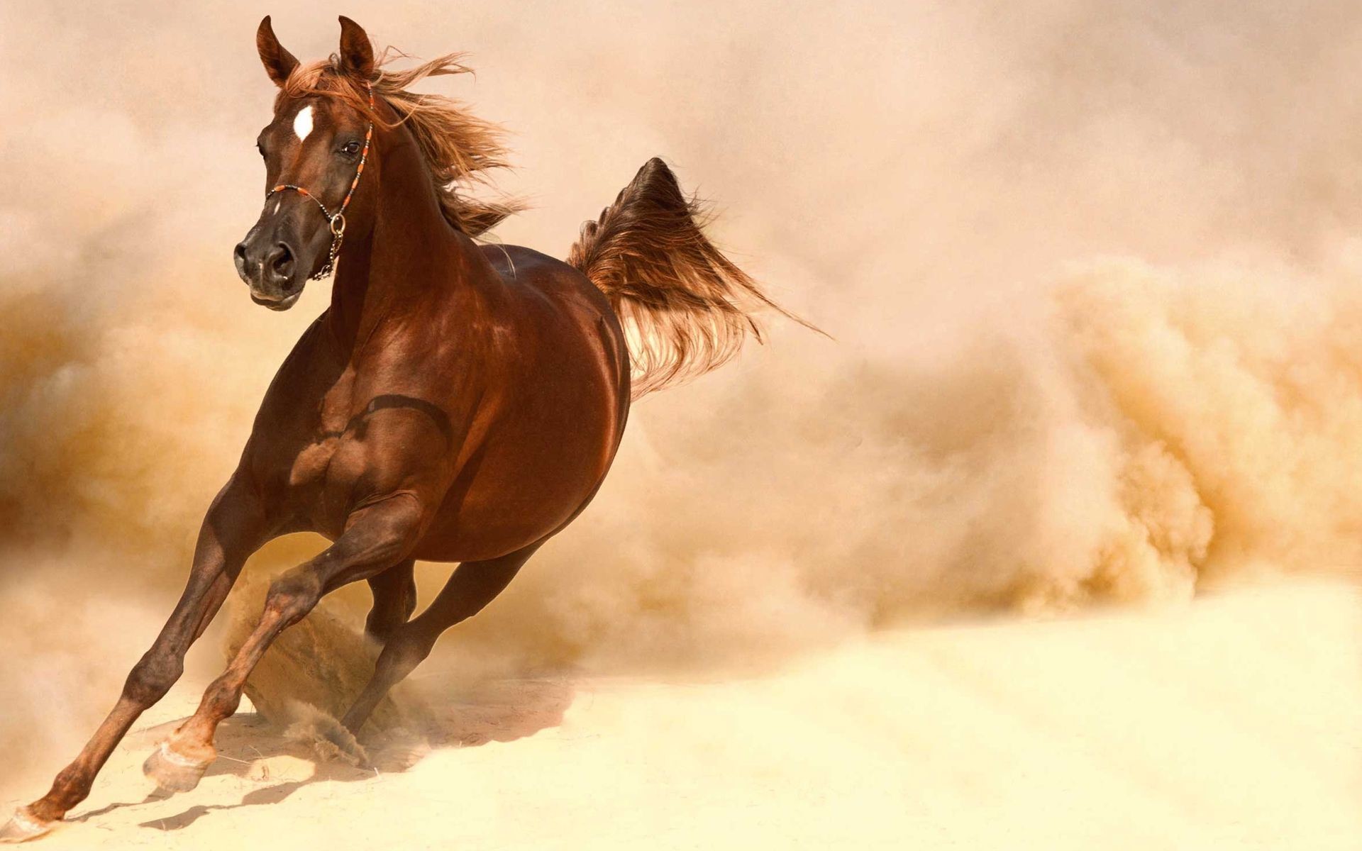 Running Horses Wallpaper (63+ images)