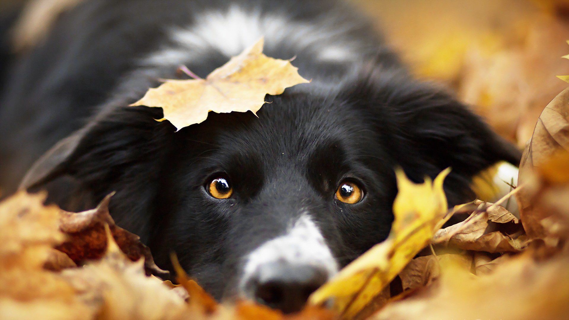 Border Collie Wallpaper (72+ images)