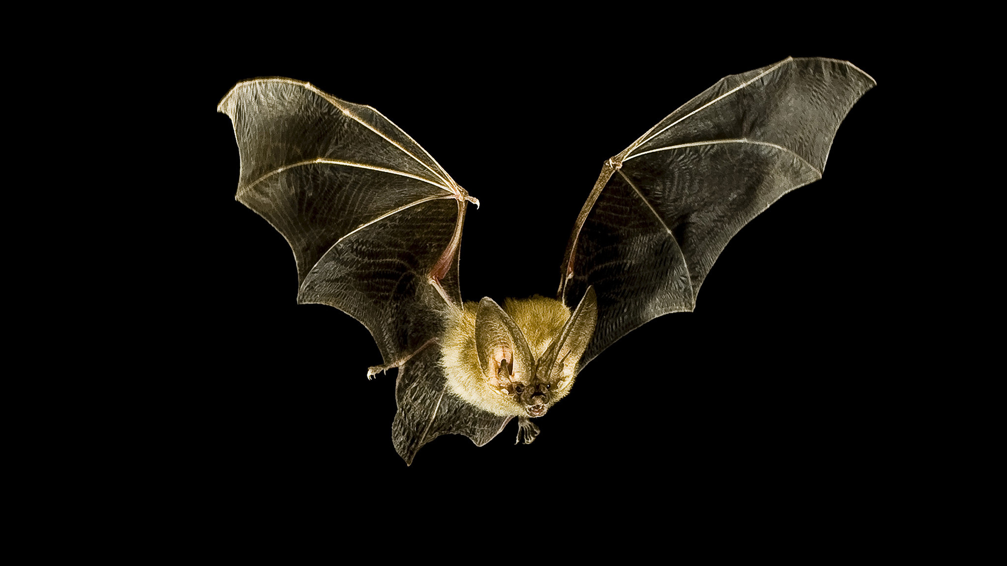 Bats Wallpaper (62+ images)