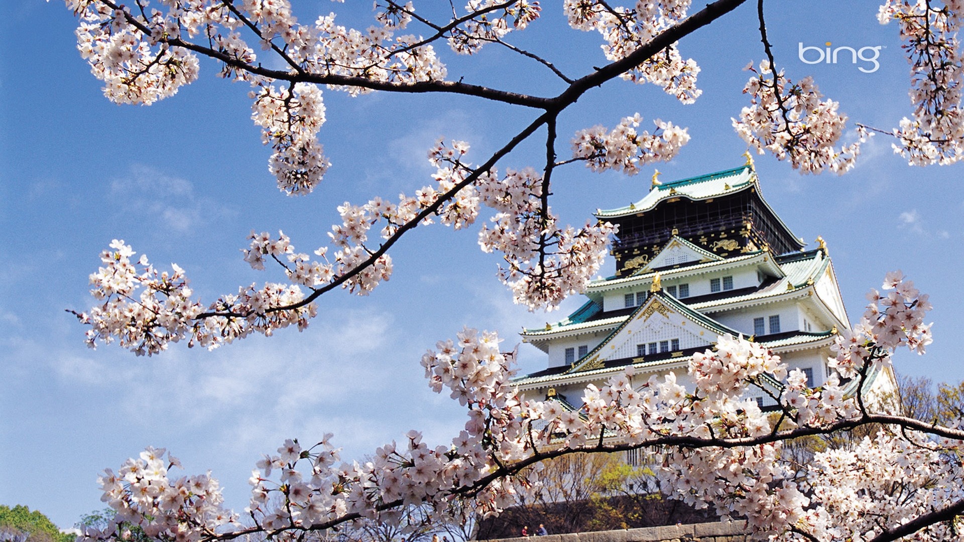 Japanese Cherry Blossom Wallpaper 1920x1080 (59+ images)