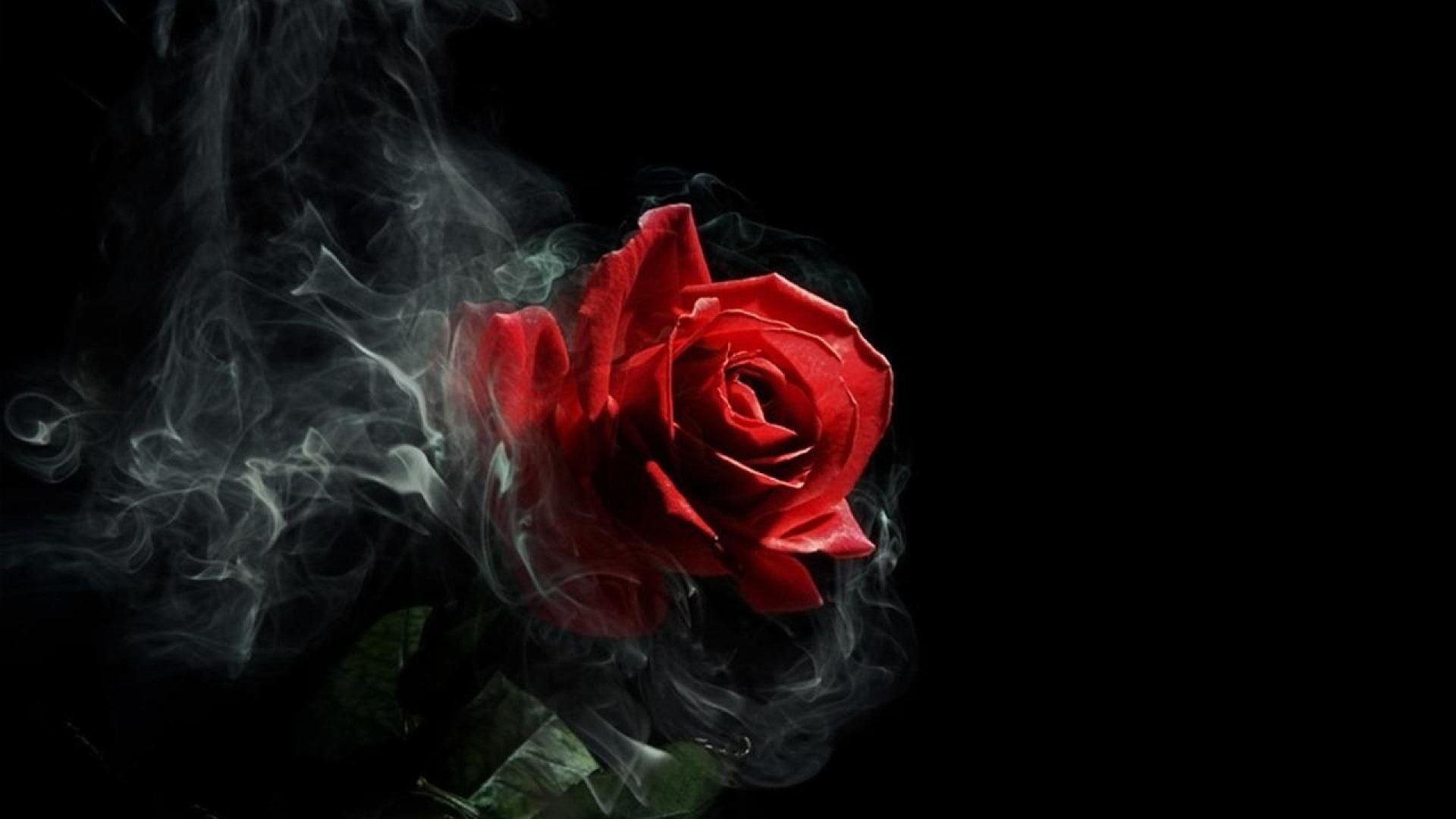Gothic Roses Wallpaper (63+ images)