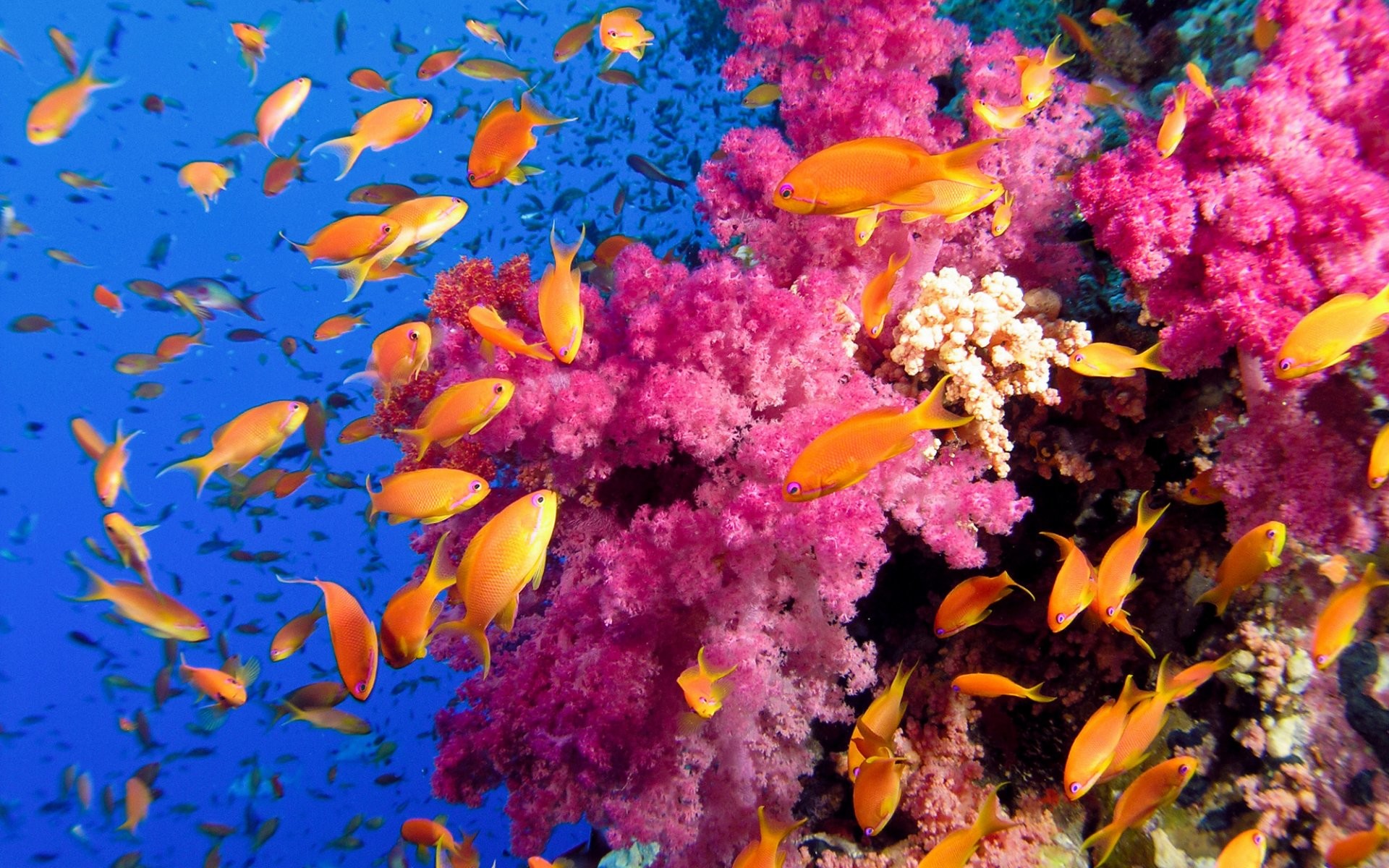 Coral Reef Wallpaper Hd Images