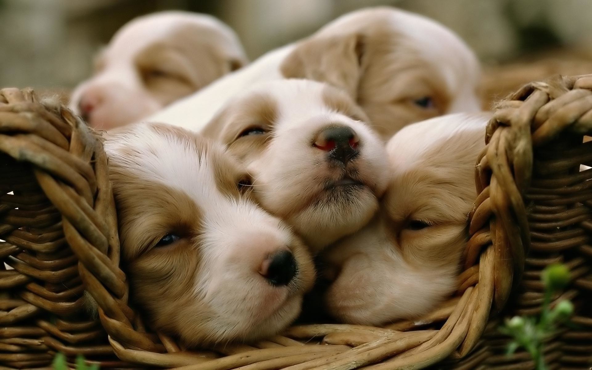 Cute Puppy Wallpapers For Desktop (58+ Images)