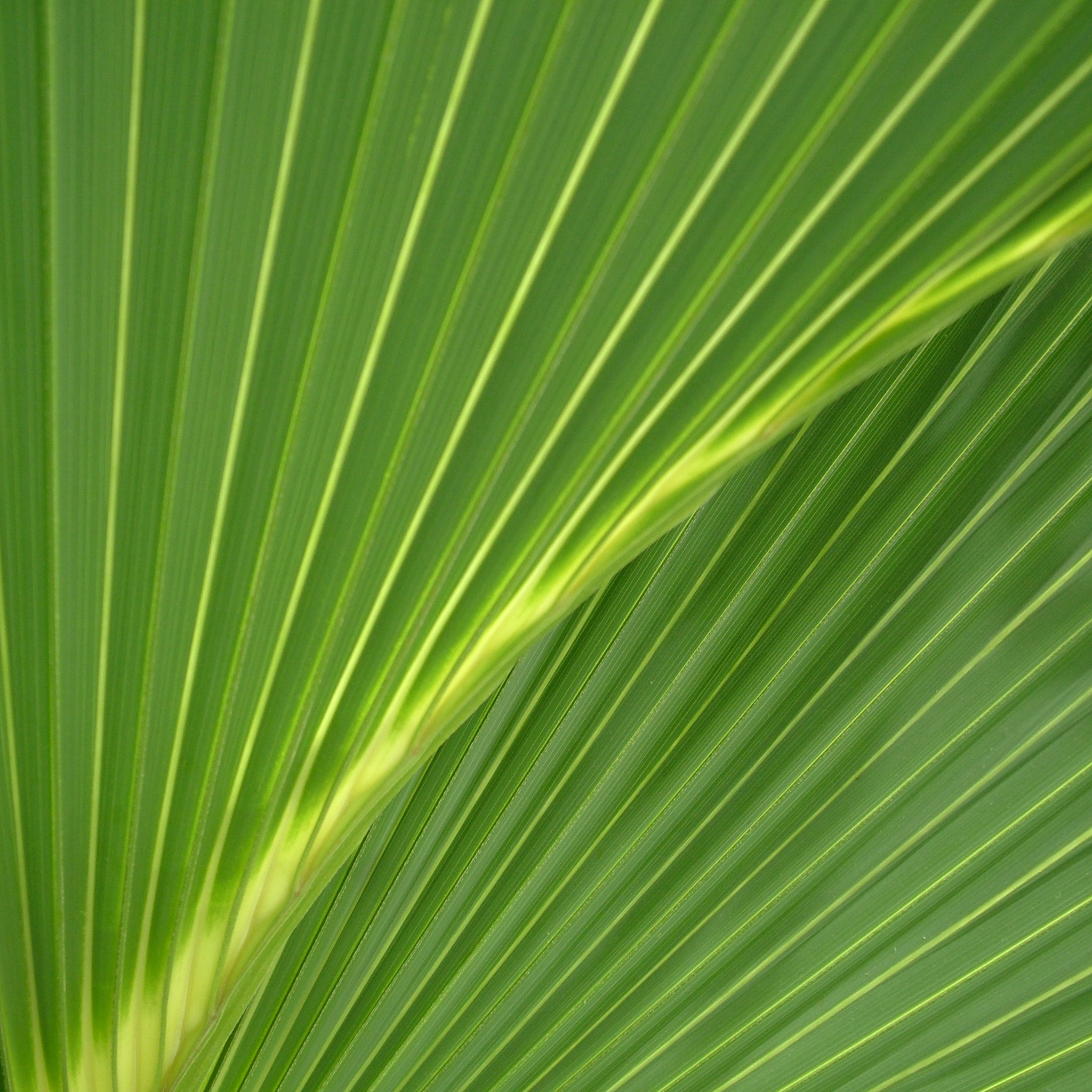 Tropical Leaf Wallpaper – HD Wallpaper
