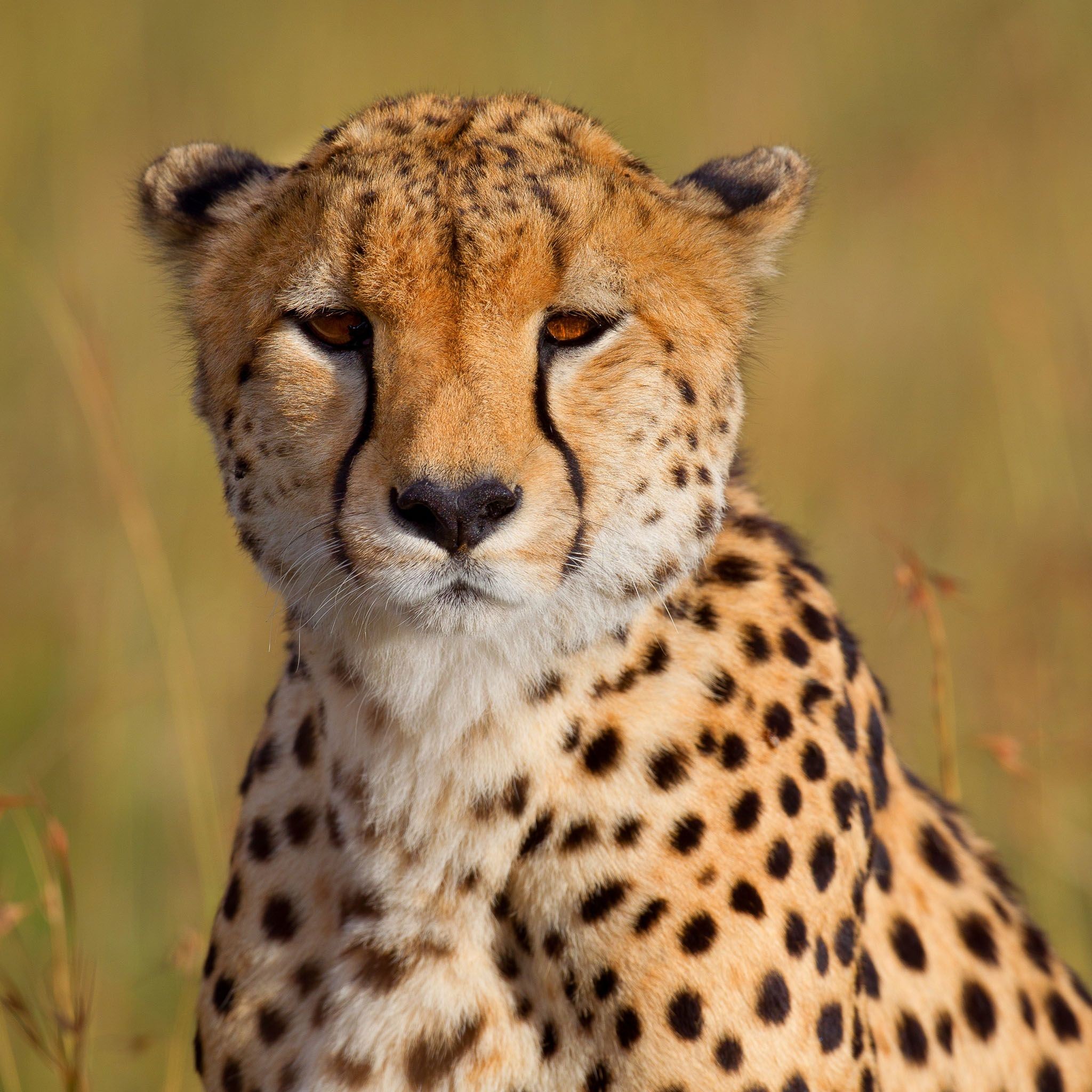 cheetay