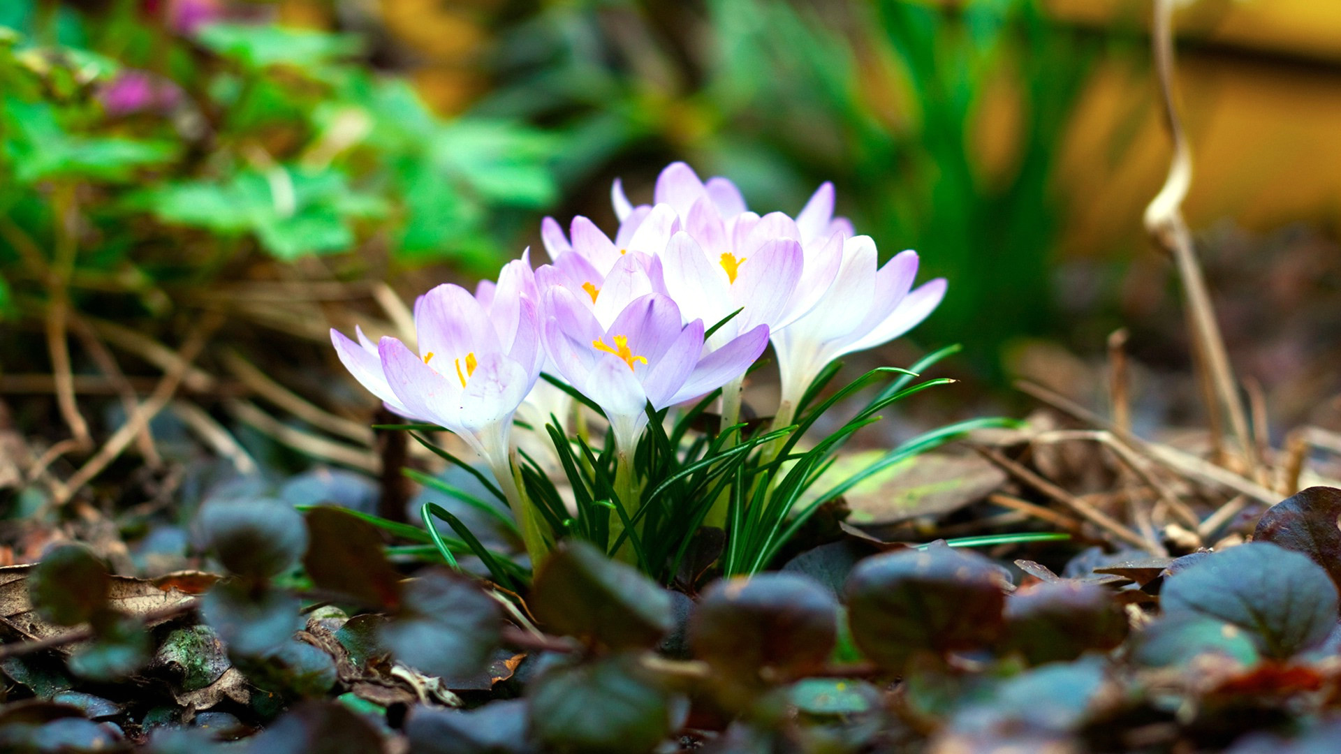 15 Excellent Free Early Spring Desktop Wallpaper You Can Get It At No 