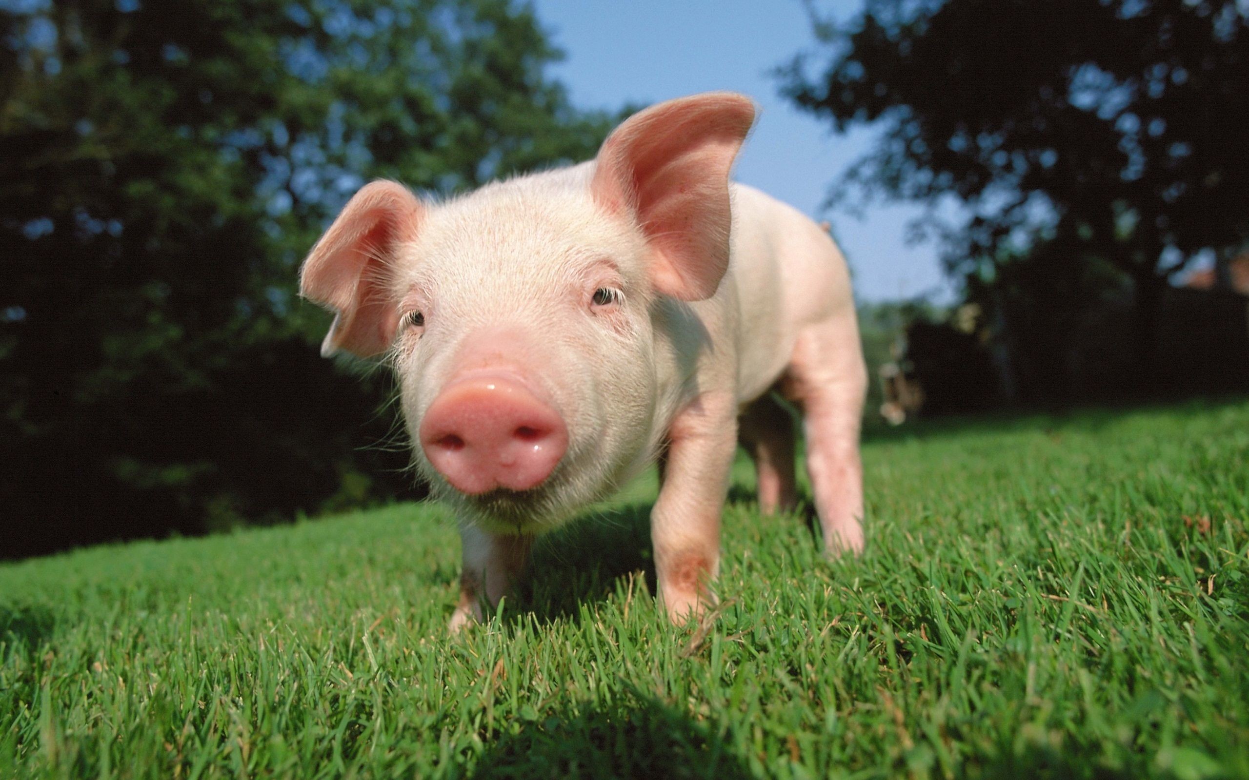 Baby Pigs Wallpapers (60+ Images)