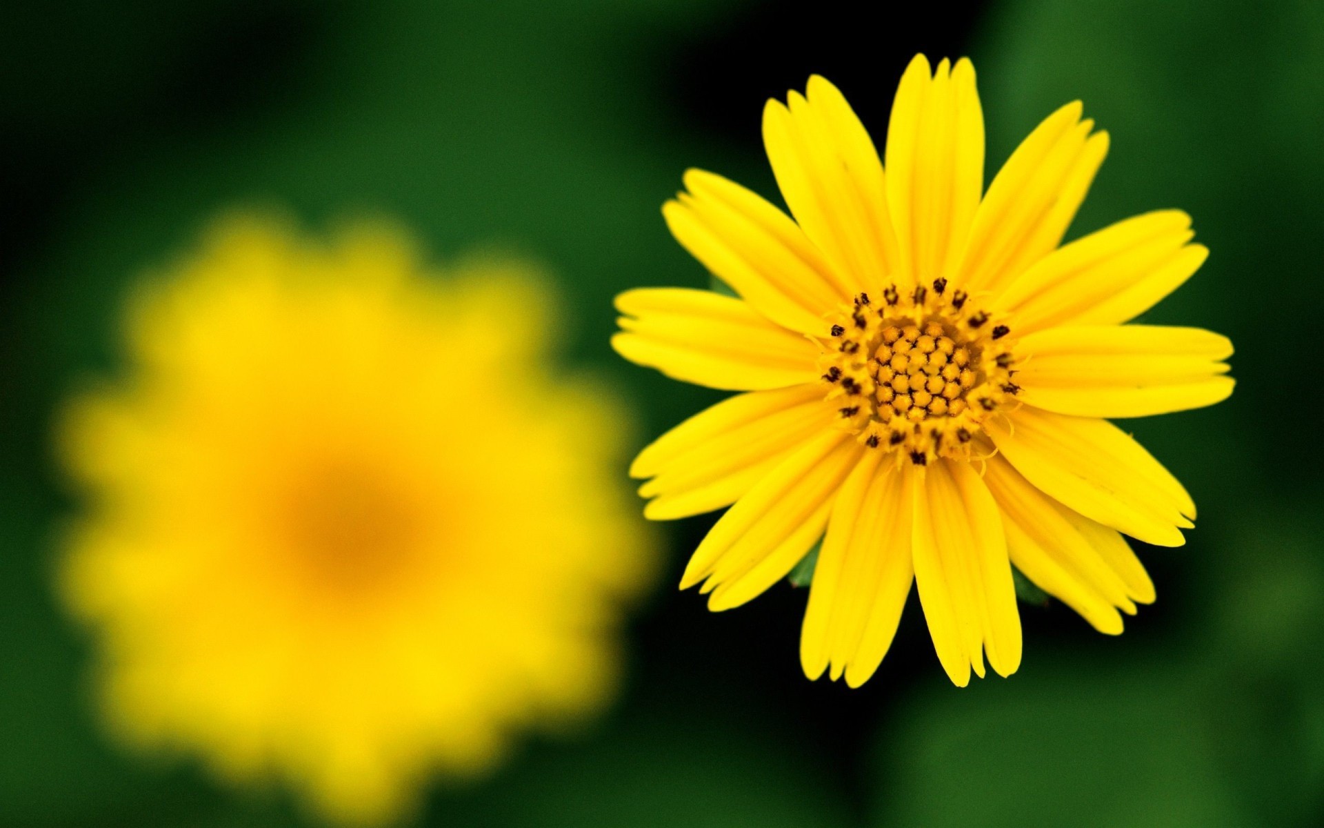 Yellow Flower Wallpaper 67 Images