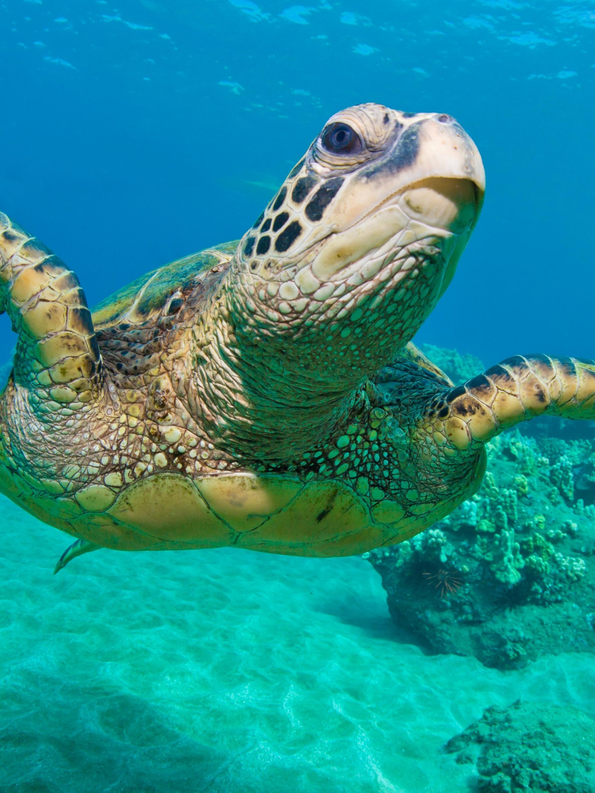 Sea Turtle Wallpaper Desktop (69+ images)