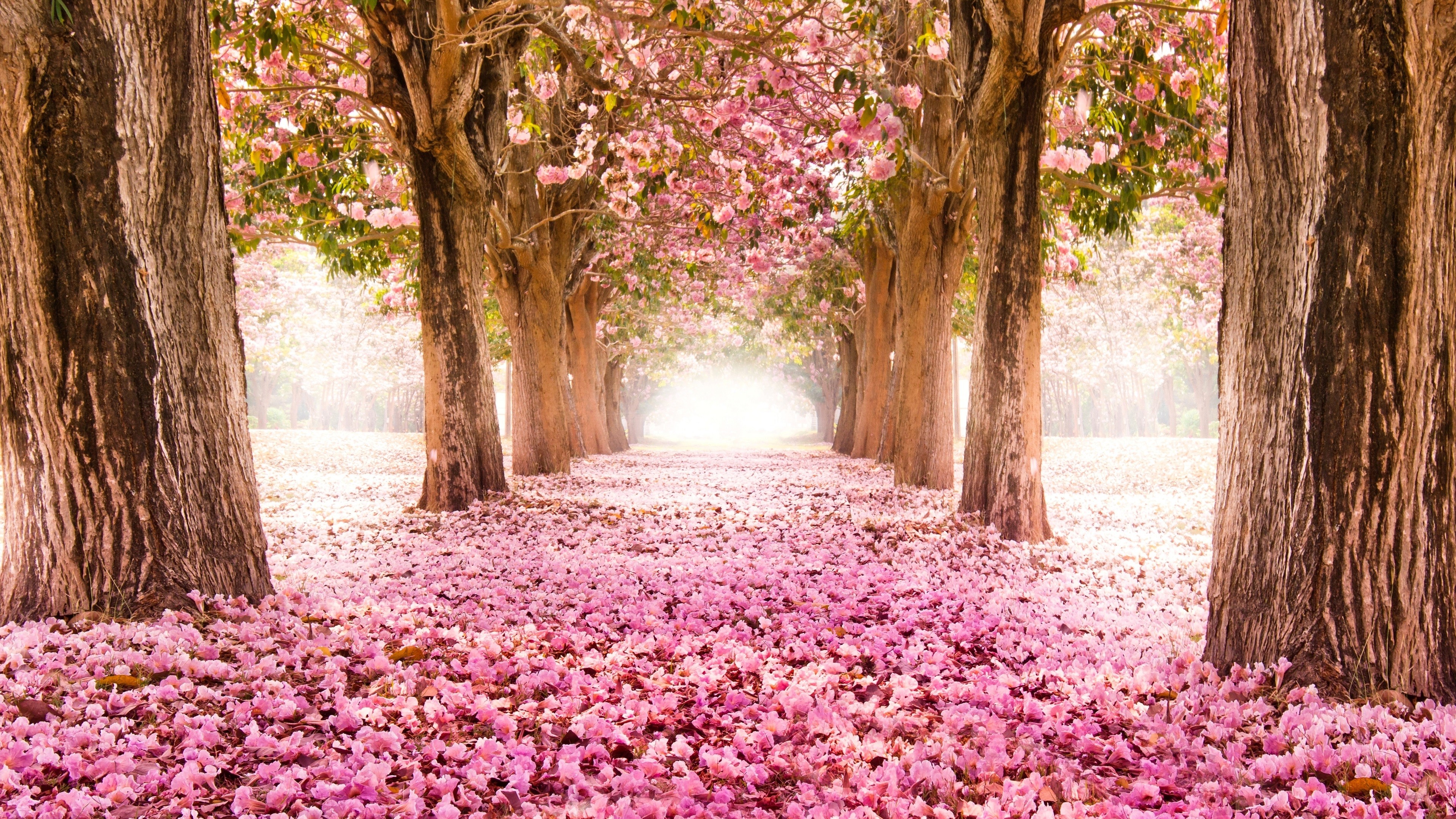 Nature Spring Hd Wallpapers For Laptop