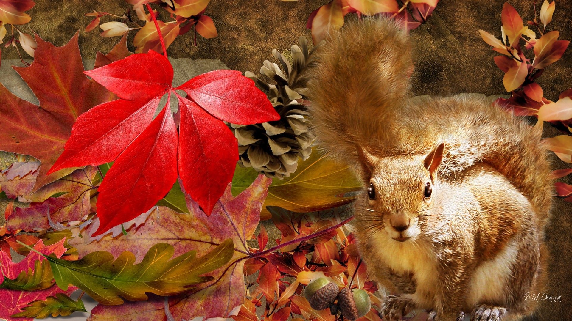 Autumn Animal Wallpaper 65 Images
