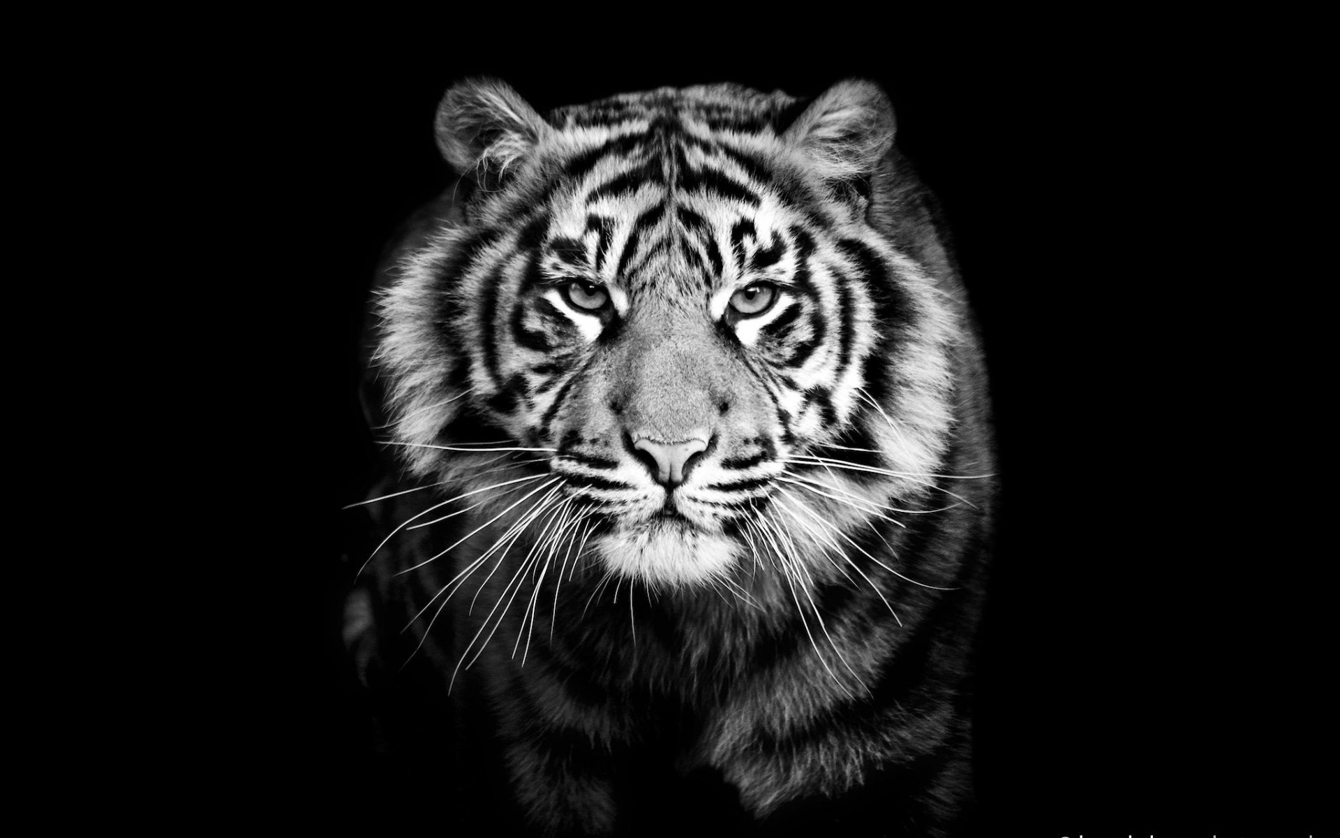 Black and White Tiger Wallpaper (60+ images)