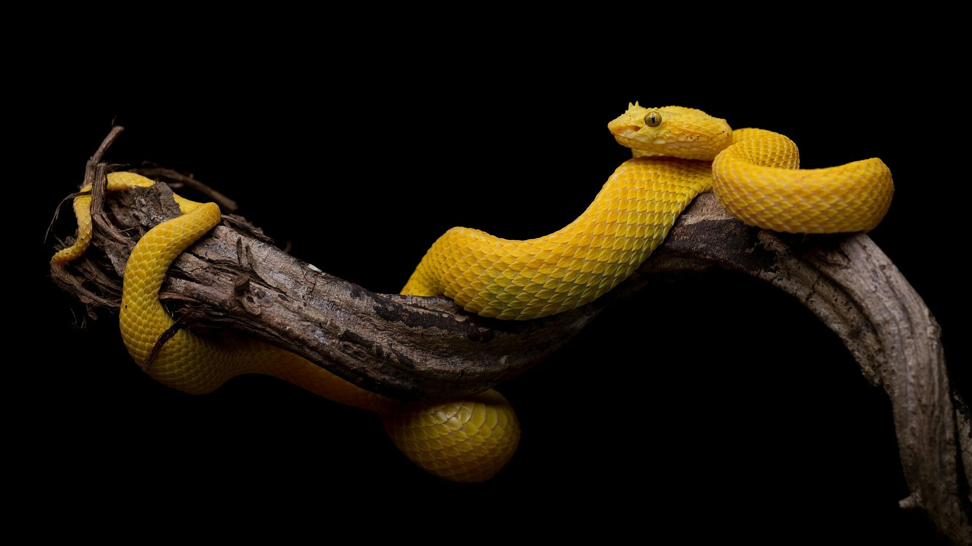 Viper Snake Wallpaper 70 Images