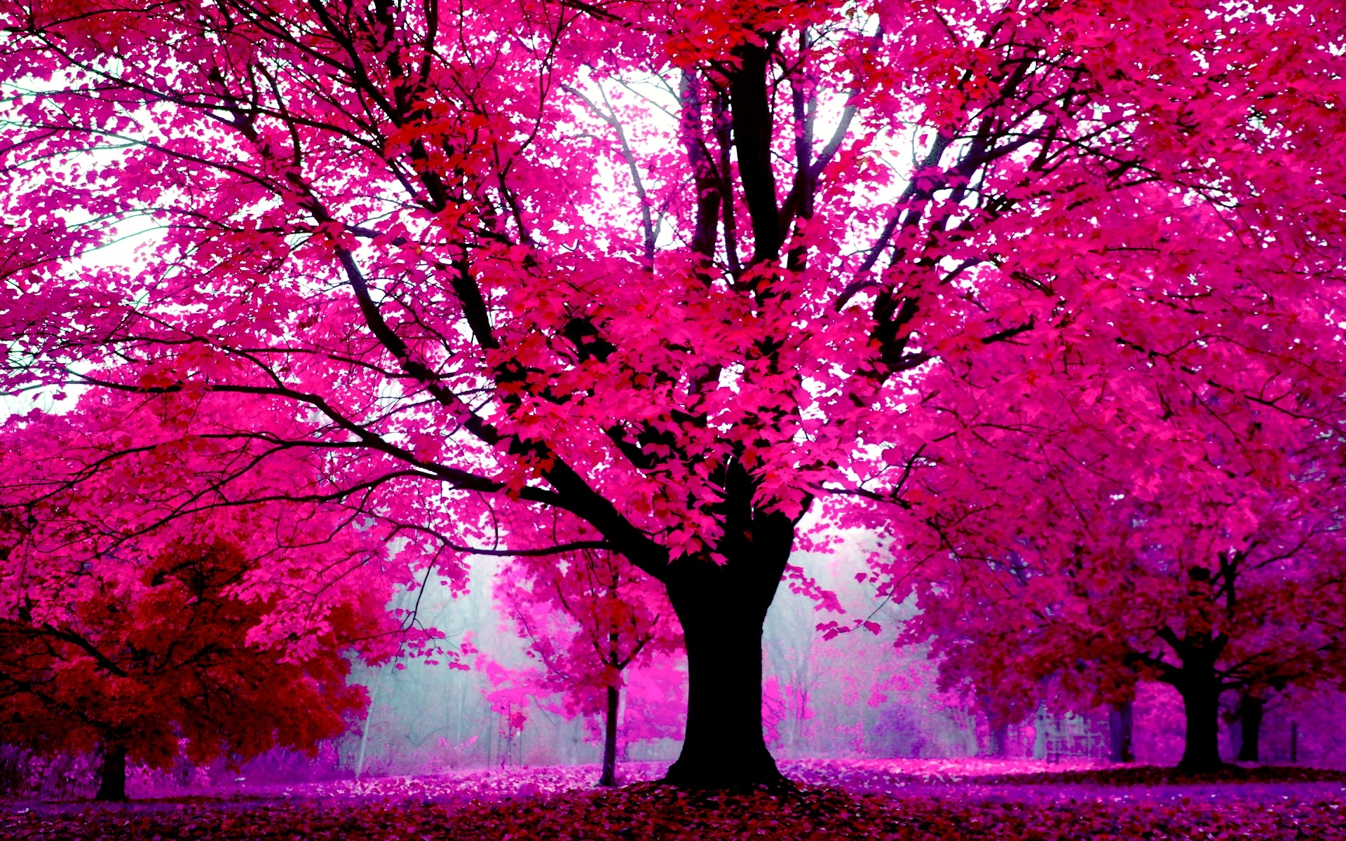 Pretty Pink Wallpaper For Desktop Images