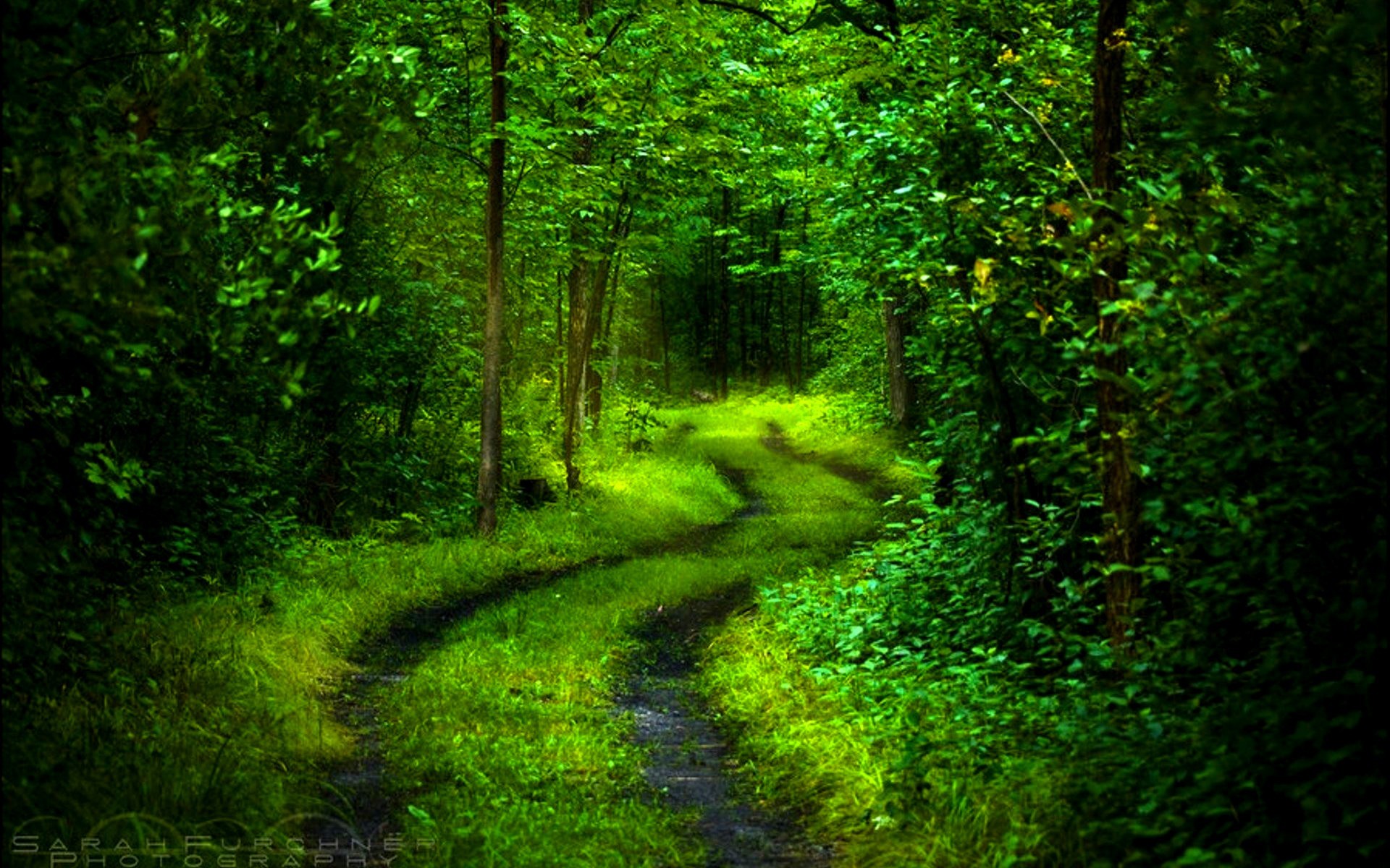 Forest Path Wallpaper (55+ images)