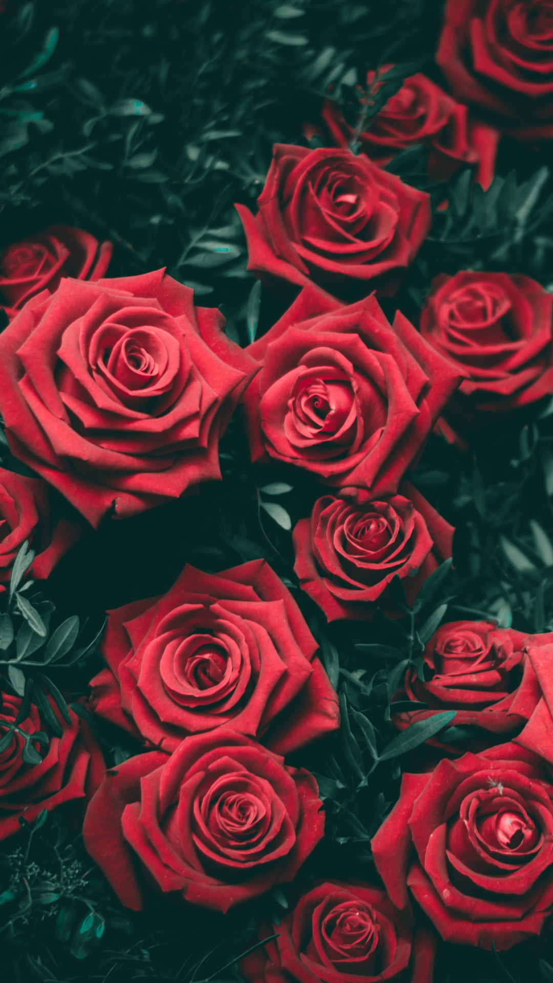 Red Roses Wallpaper (58+ images)
