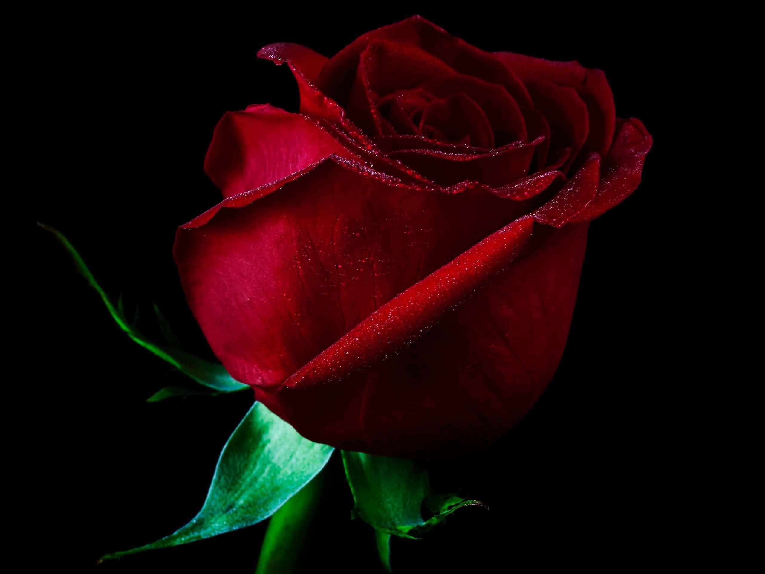 Black and Red Rose Wallpaper (63+ images)