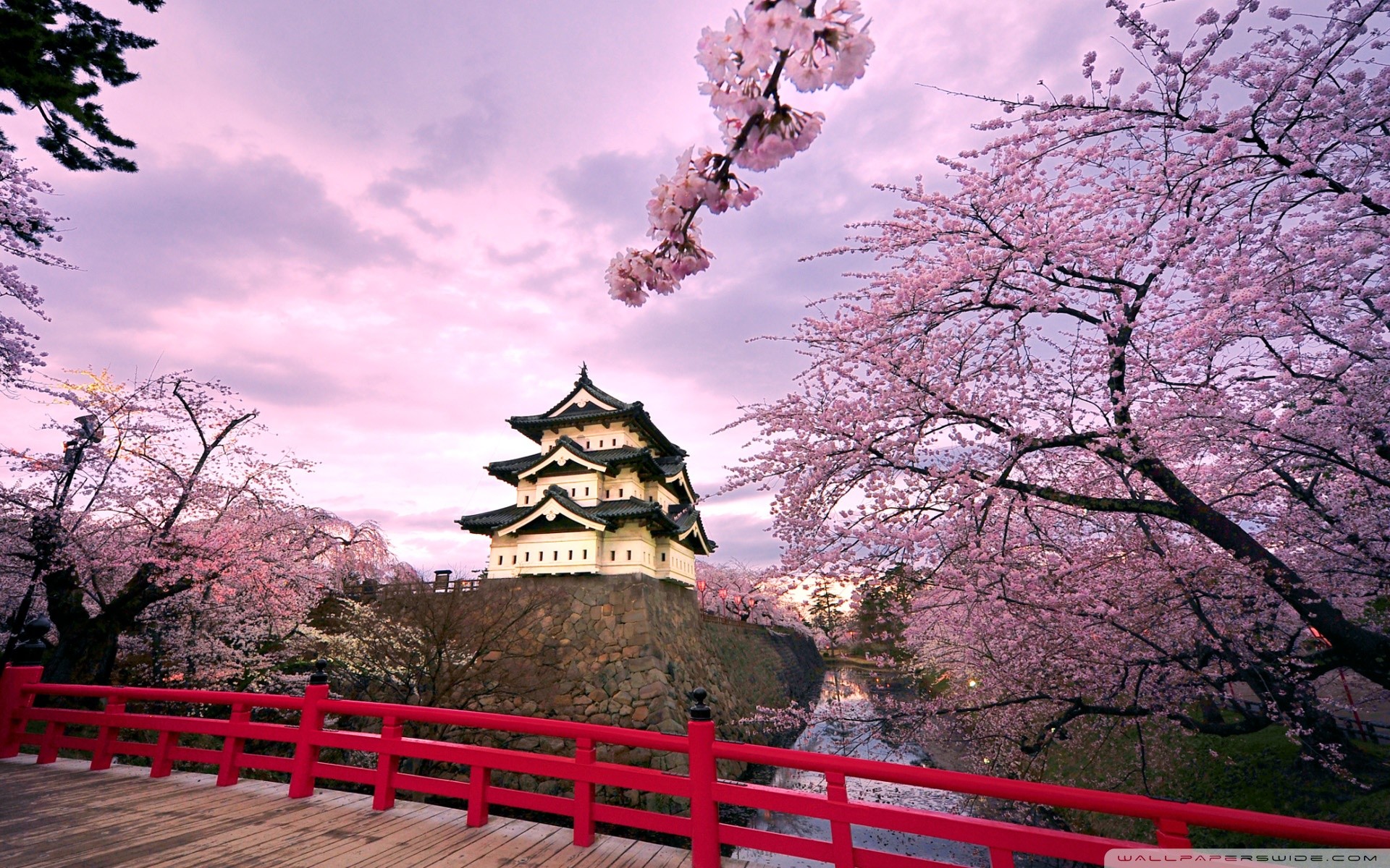 Japanese Cherry Blossom Wallpaper (71+ images)