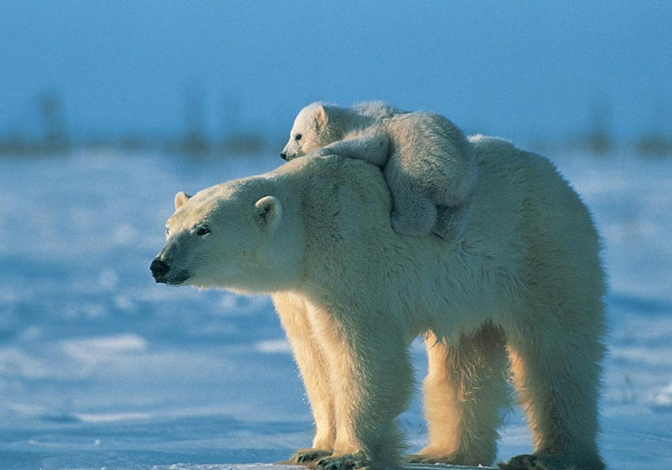 Polar Bear Wallpapers (64+ images)