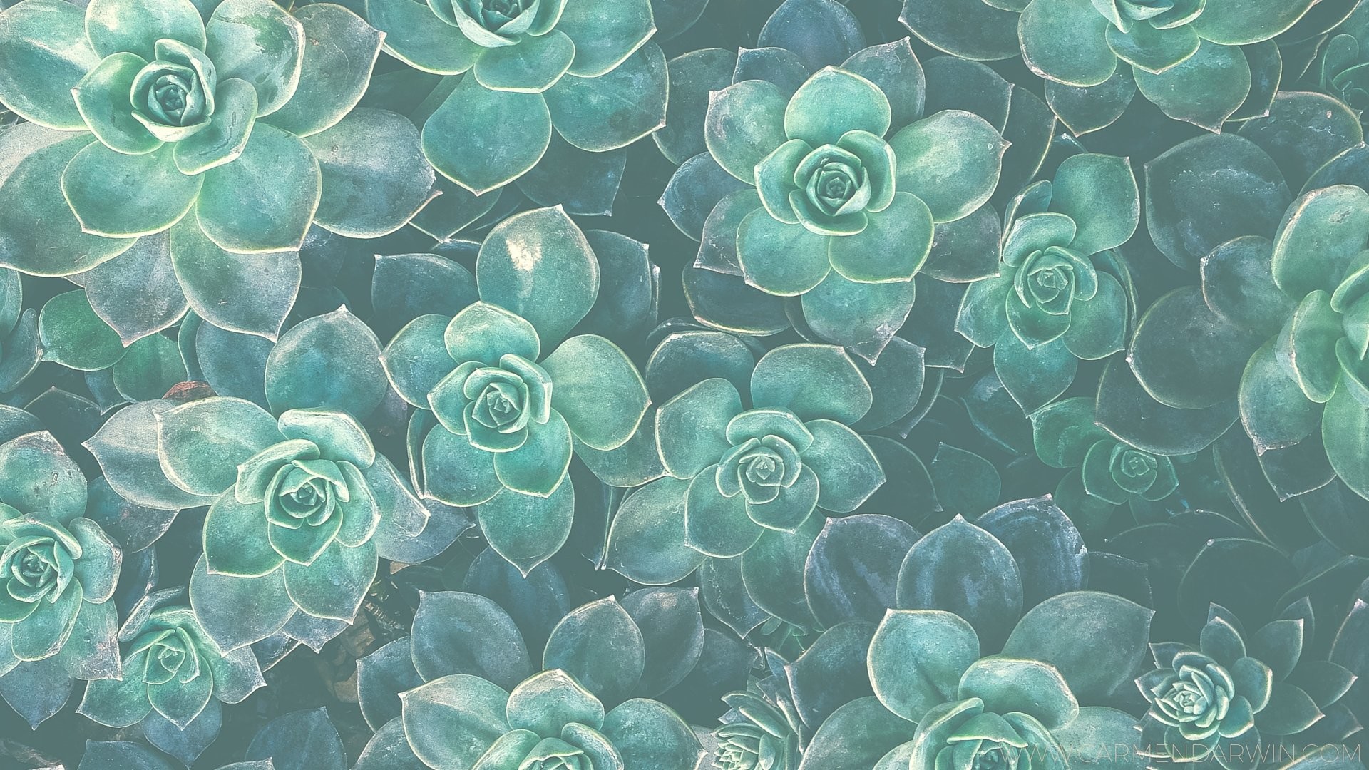 Featured image of post Pink Succulent Desktop Wallpaper Here you can find the best pink computer wallpapers uploaded by our community