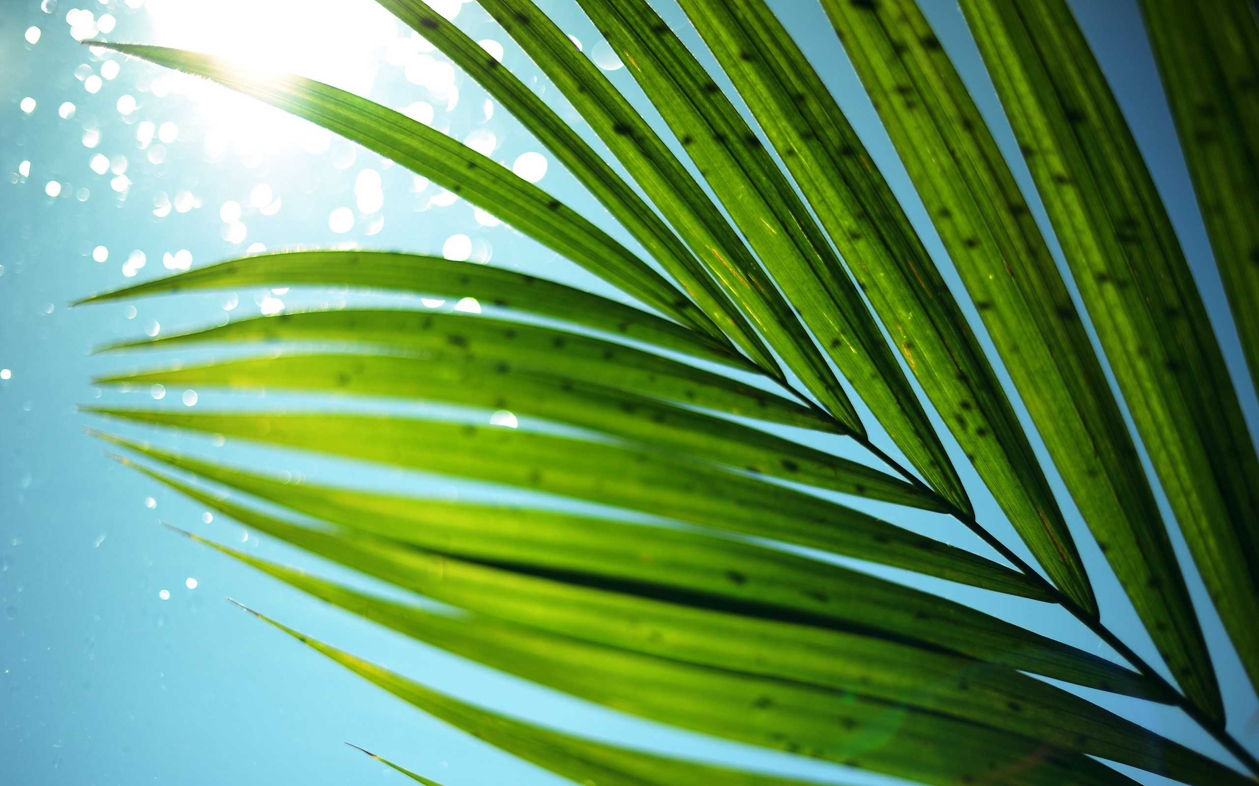 Tropical Palm Leaf Wallpaper (24+ images)