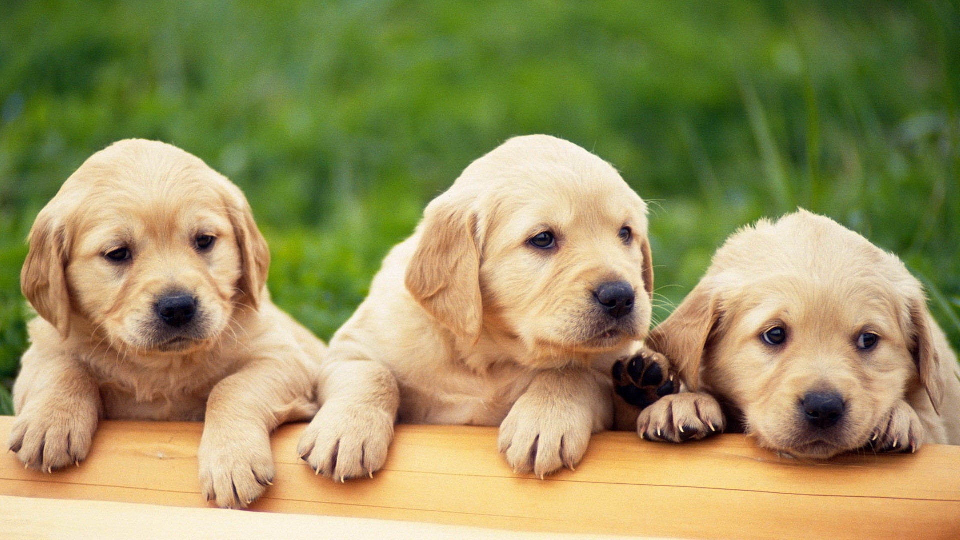 Cute Puppy Wallpapers for Desktop (58+ images)