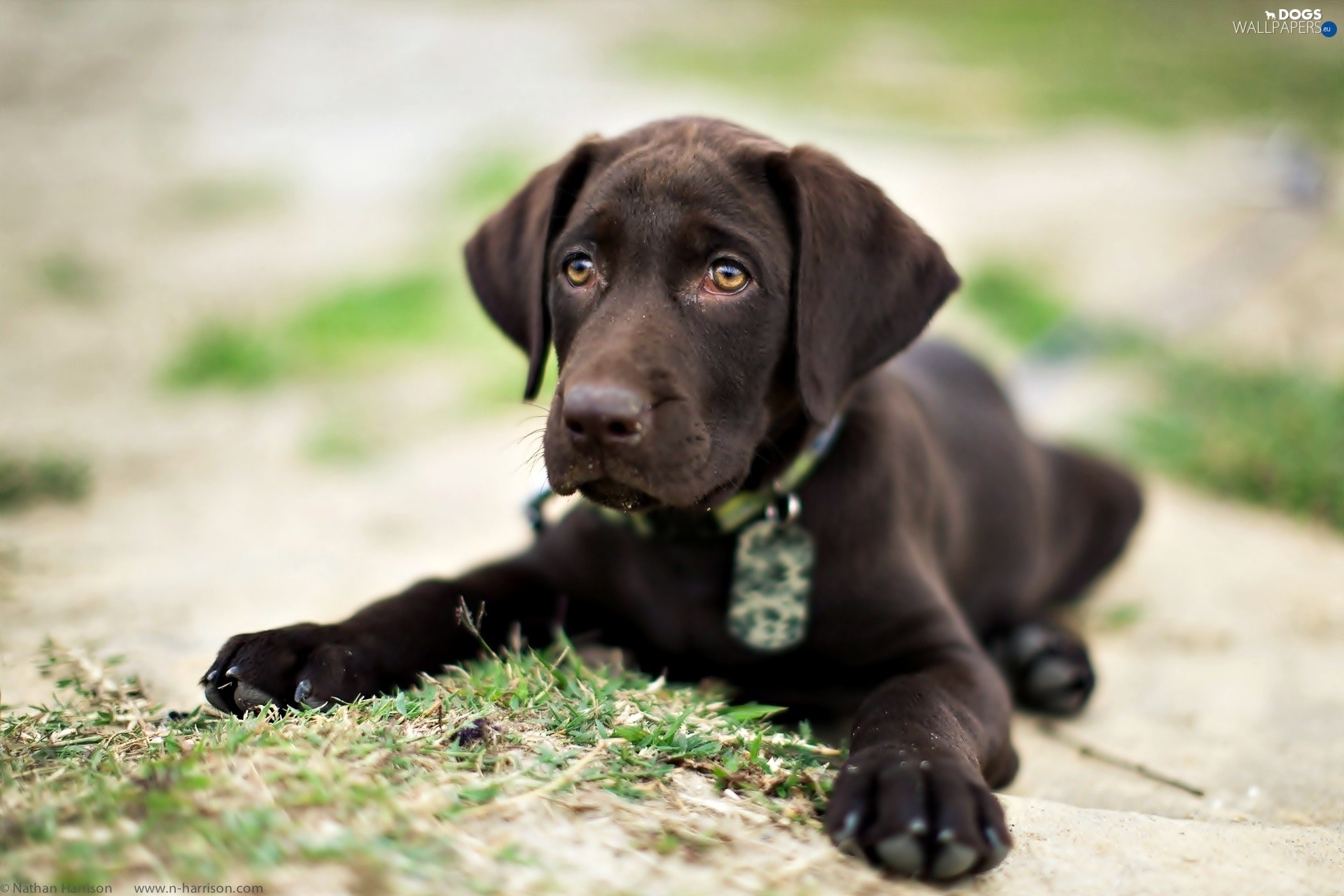 Chocolate Lab Puppy Wallpaper (60+ images)