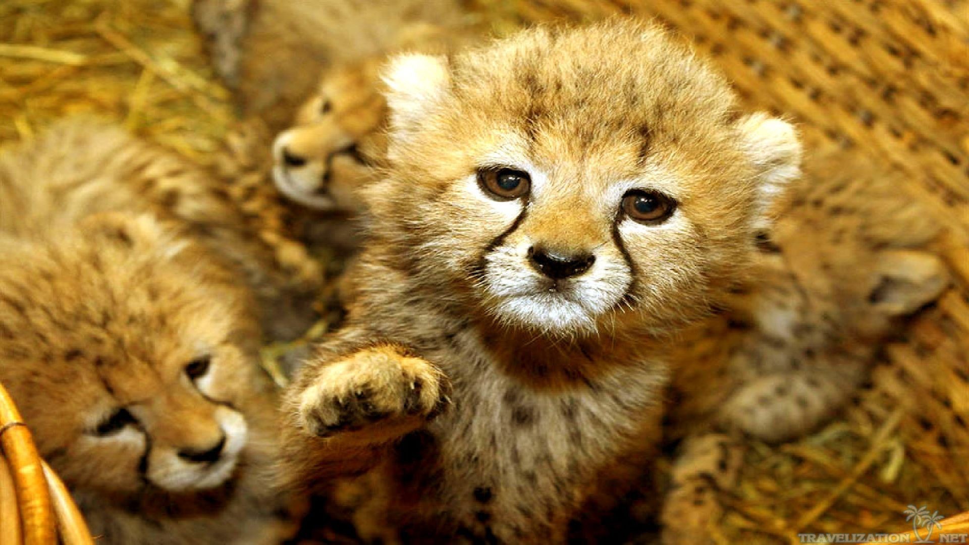 Cute Baby Animals Wallpapers 61 Images 