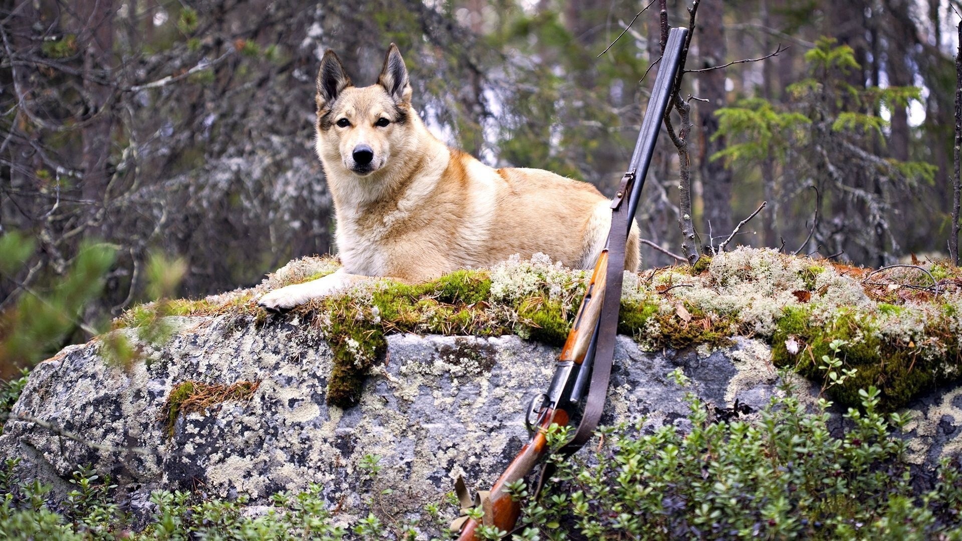 Hunting Dog Wallpaper (56+ images)