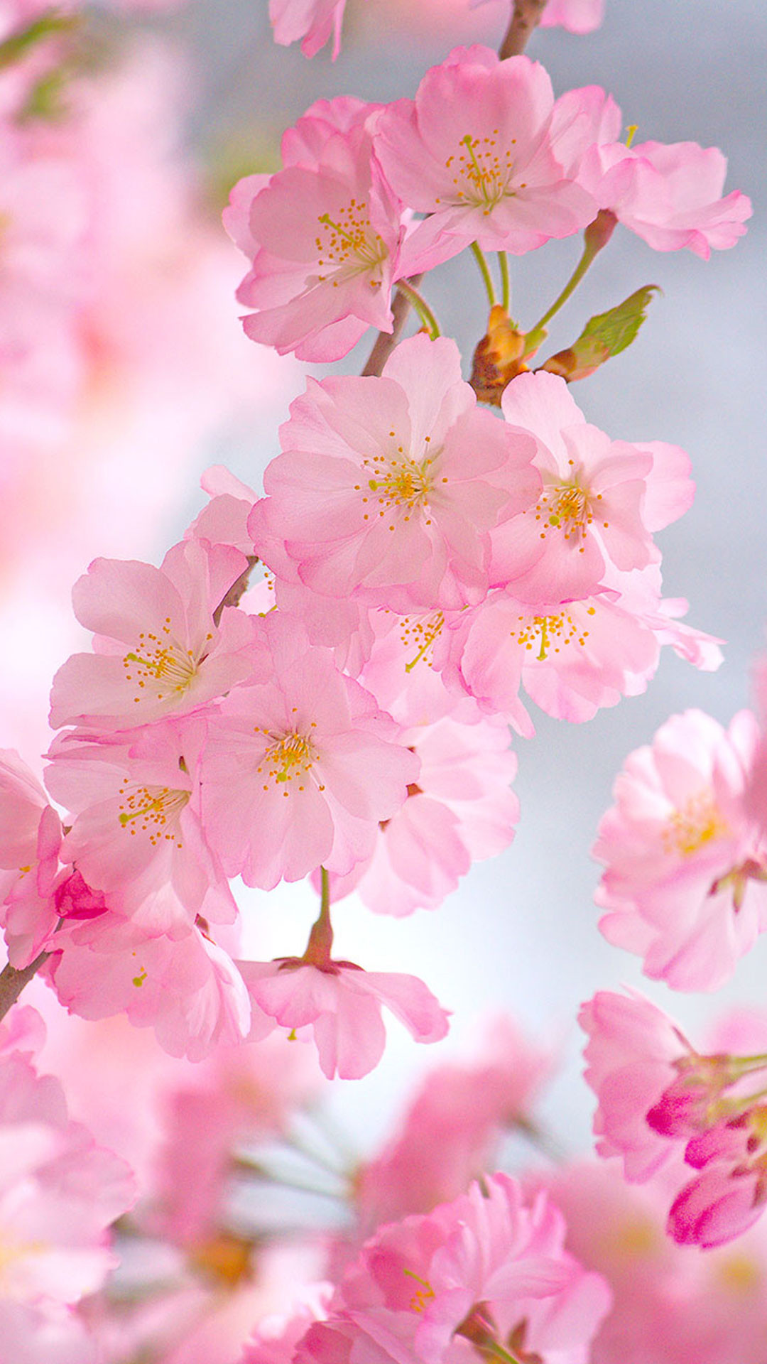 Cherry Blossoms Iphone Wallpaper 75 Images