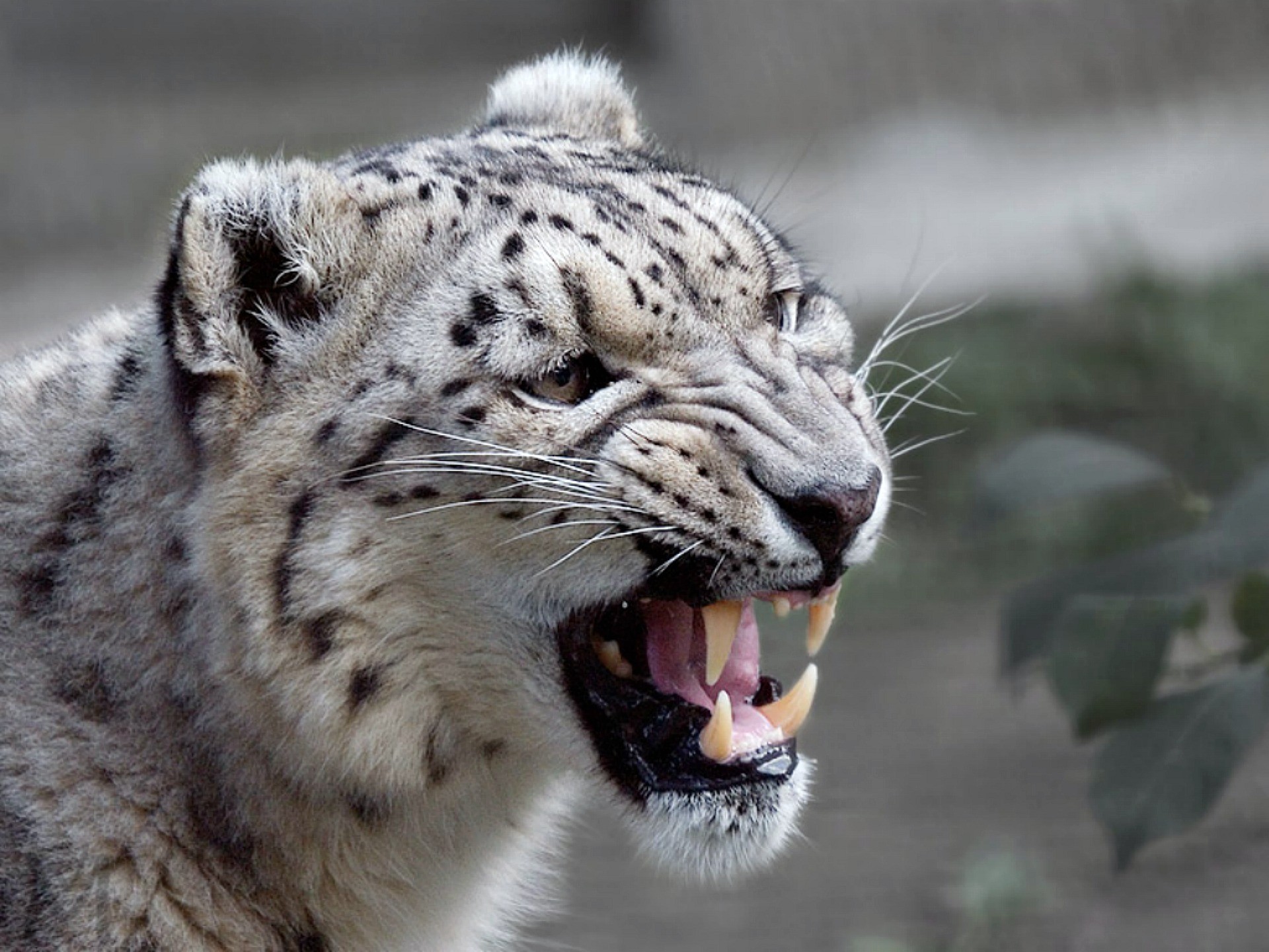 Os X Snow Leopard Download