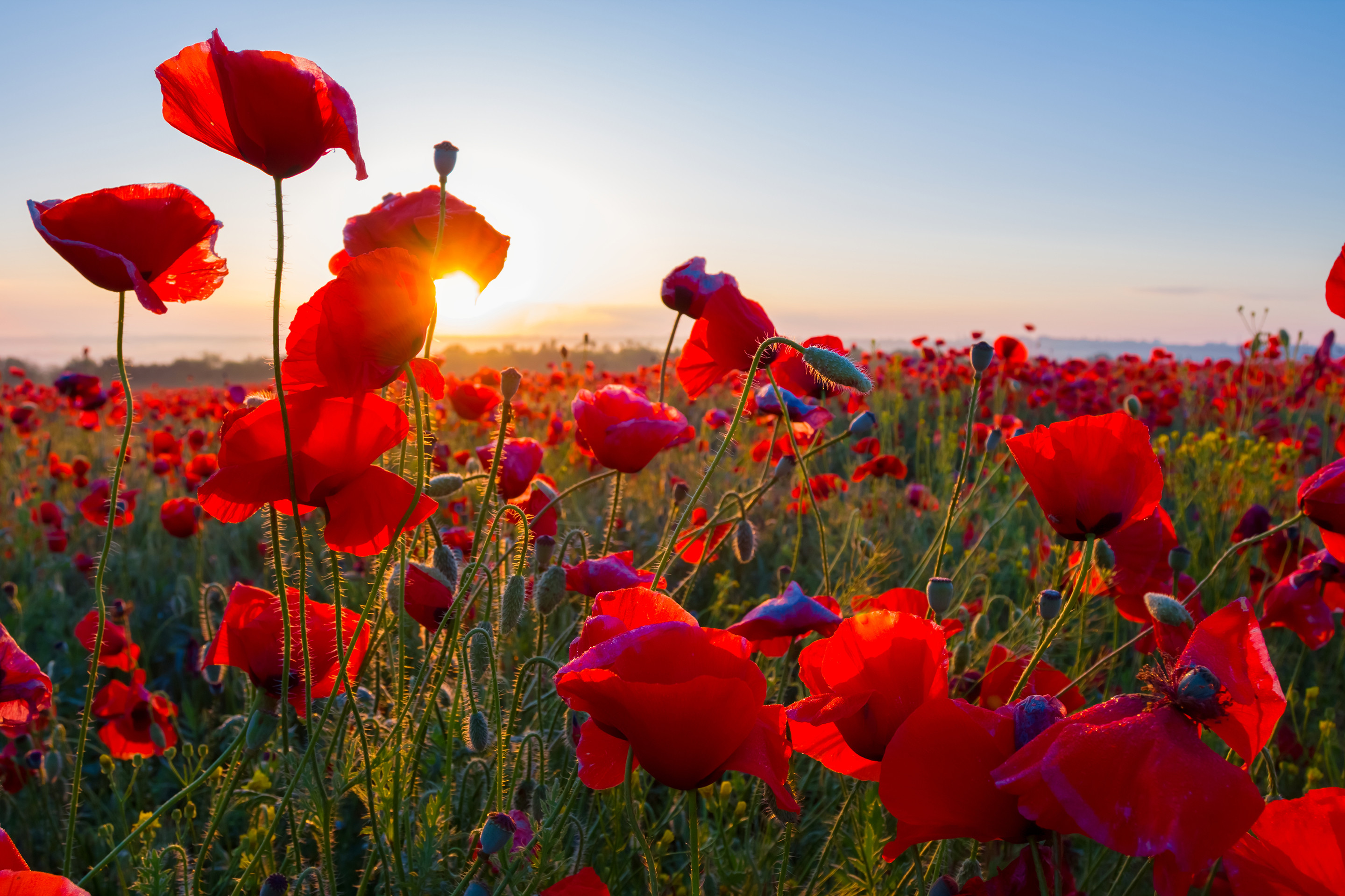 Field of Poppies Wallpaper (50+ images)