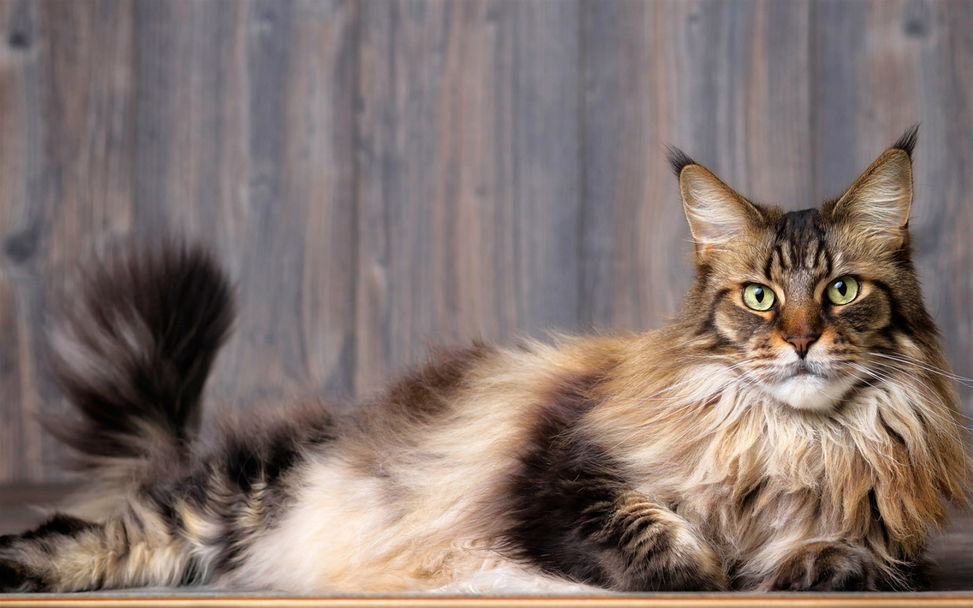 Maine Coon Wallpaper (65+ images)