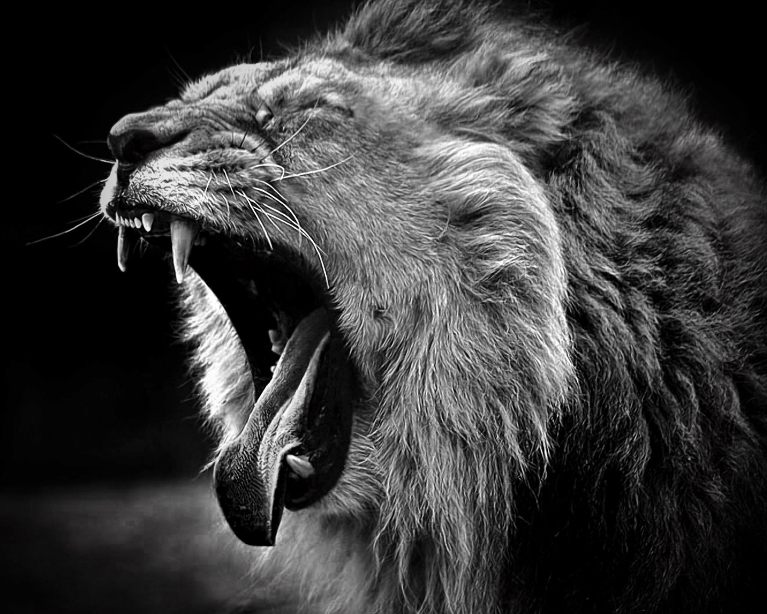 Lion Wallpaper Black And White 50 Images