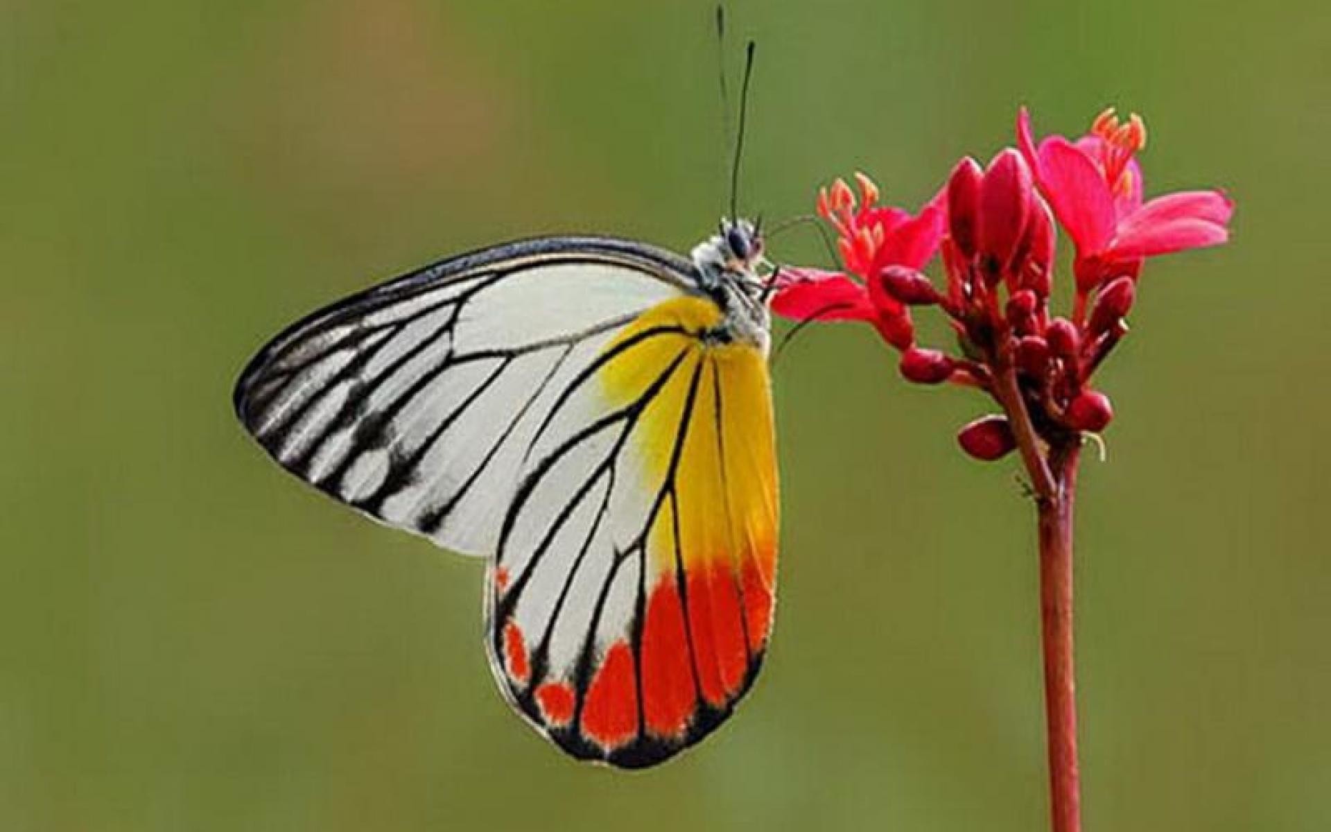 Red Butterfly Wallpaper (65+ images)